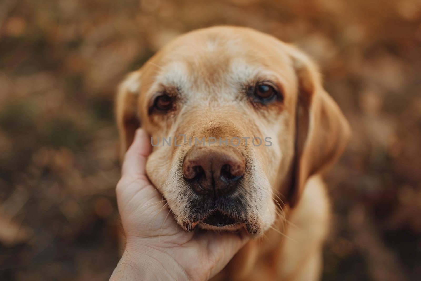 Dog wallpaper, photo of a dog with a sad face and a hand holds it from under the snout.