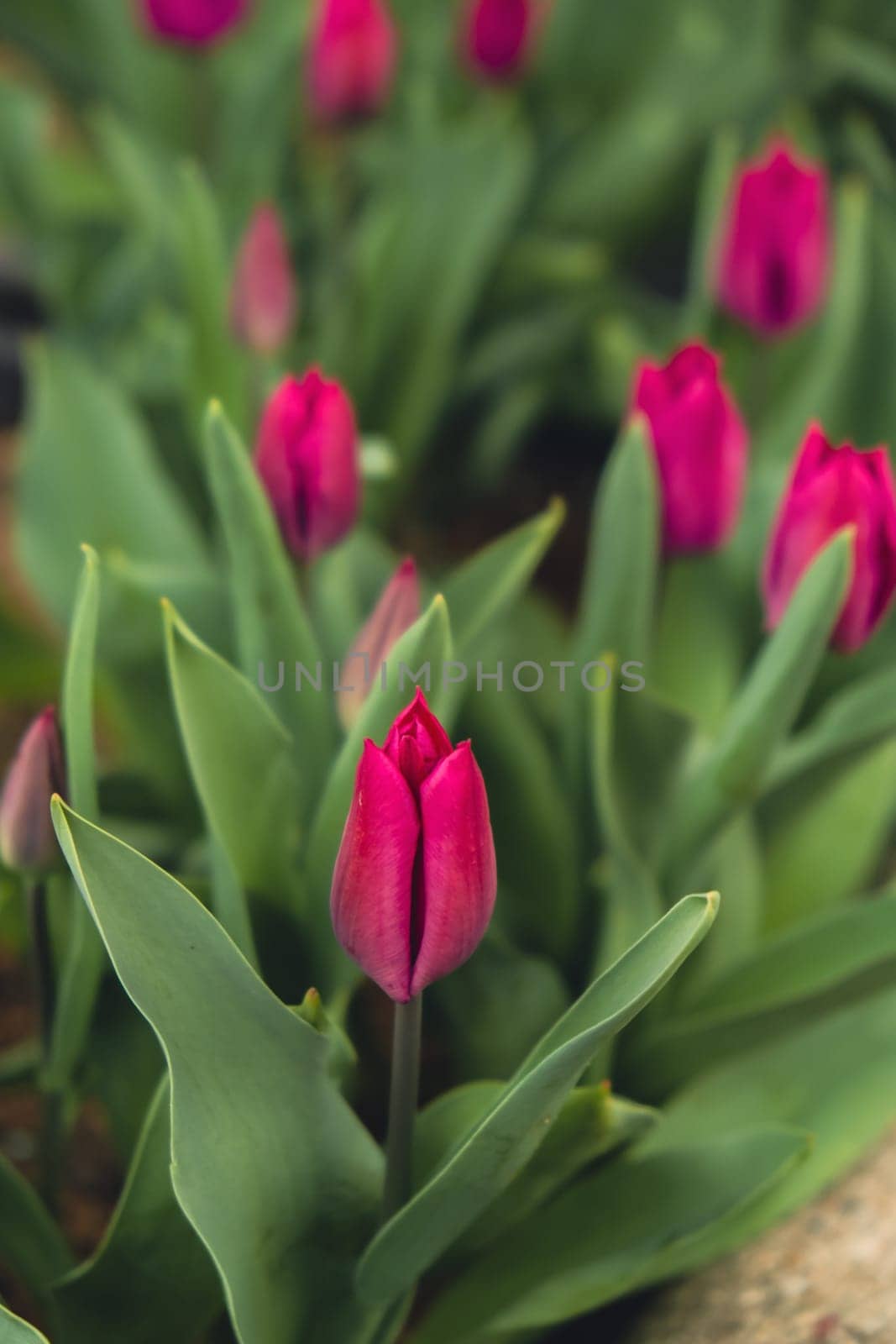 Close-up of beautiful pink tulip flower in field in the Netherlands. Spring time blurring background with bright tulips. Bud of tulip nature background