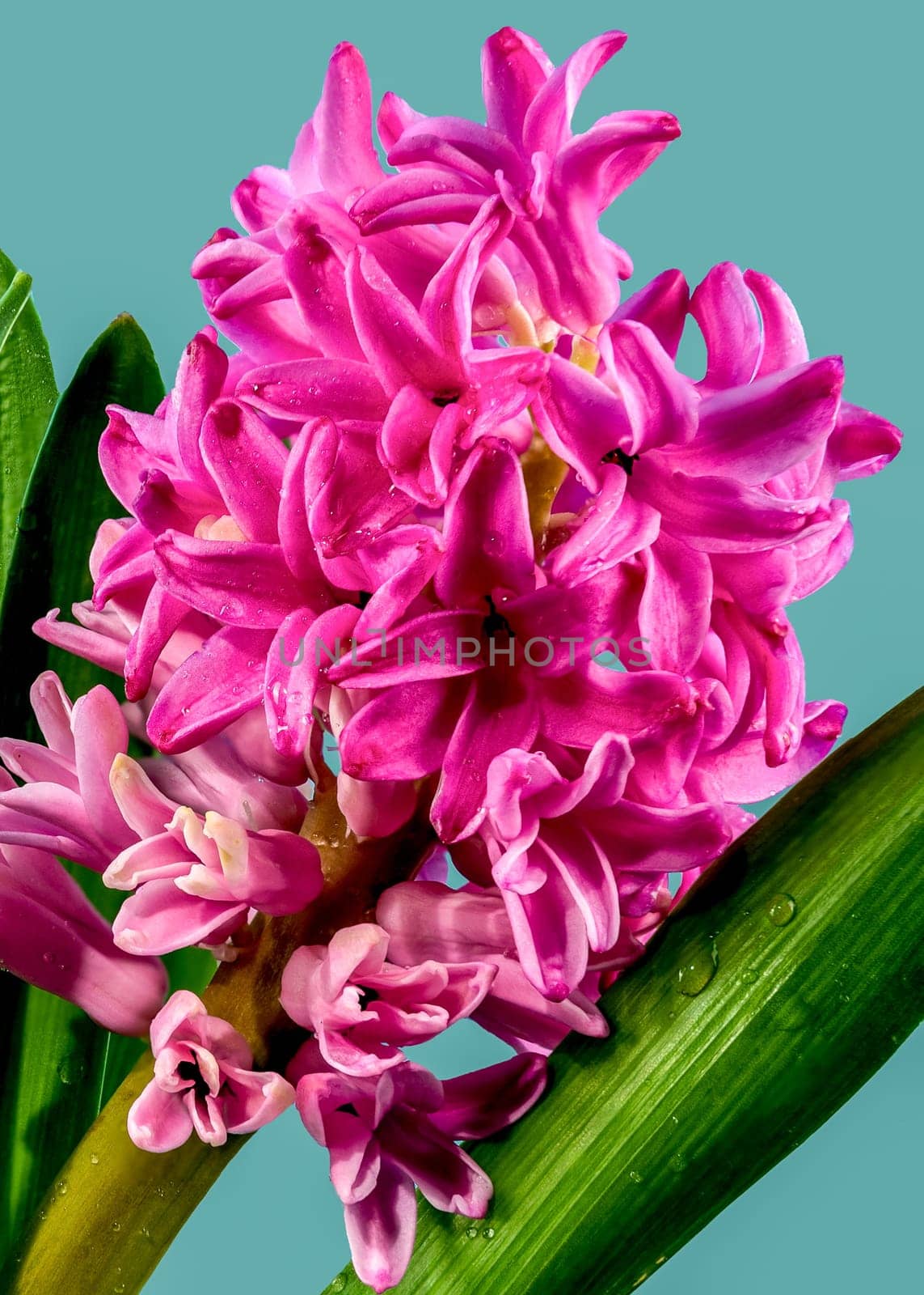 Beautiful blooming Pink Hyacinth flower on a blue background. Flower head close-up.