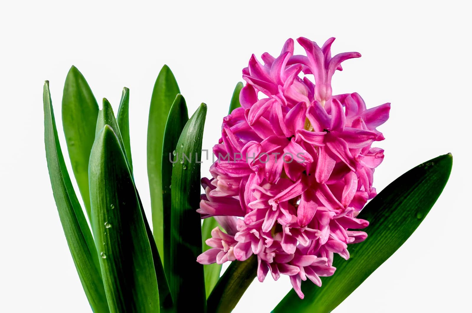 Beautiful blooming Pink Hyacinth flower isolated on a white background. Flower head close-up.