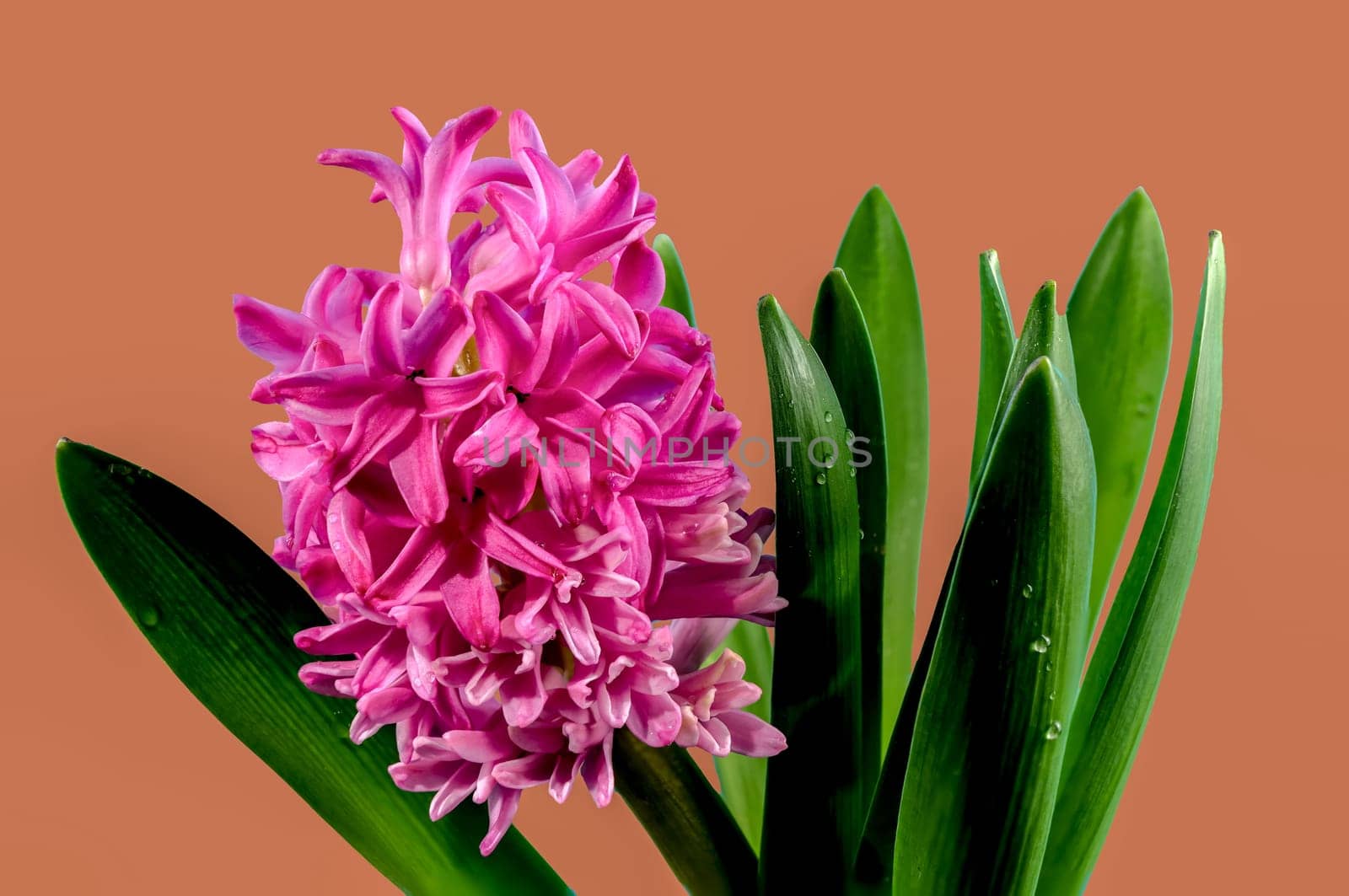 Beautiful blooming Pink Hyacinth flower on a peach color background. Flower head close-up.