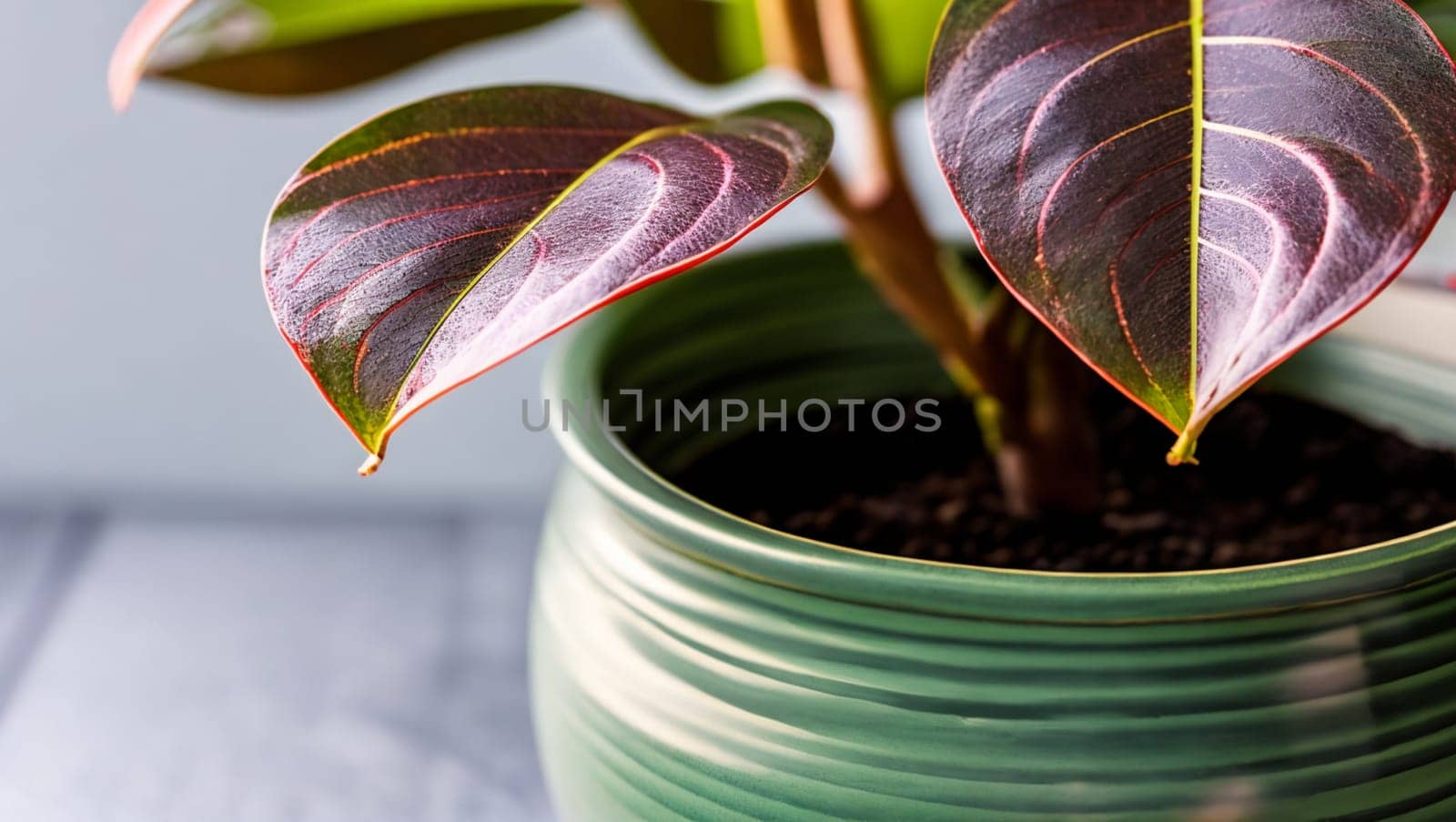 Nice plant with rounded garnet leaves in a green pot. Generative AI.