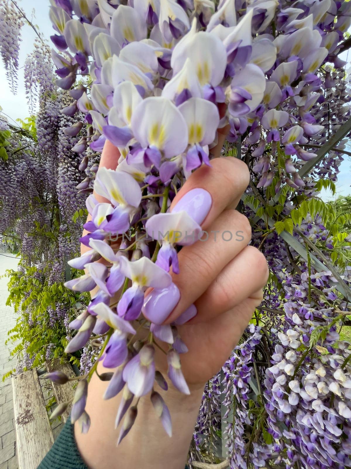 Blooming Wisteria Sinensis with scented classic purple flowersin full bloom in hanging racemes on the wind closeup. Garden with wisteria in spring. by Matiunina