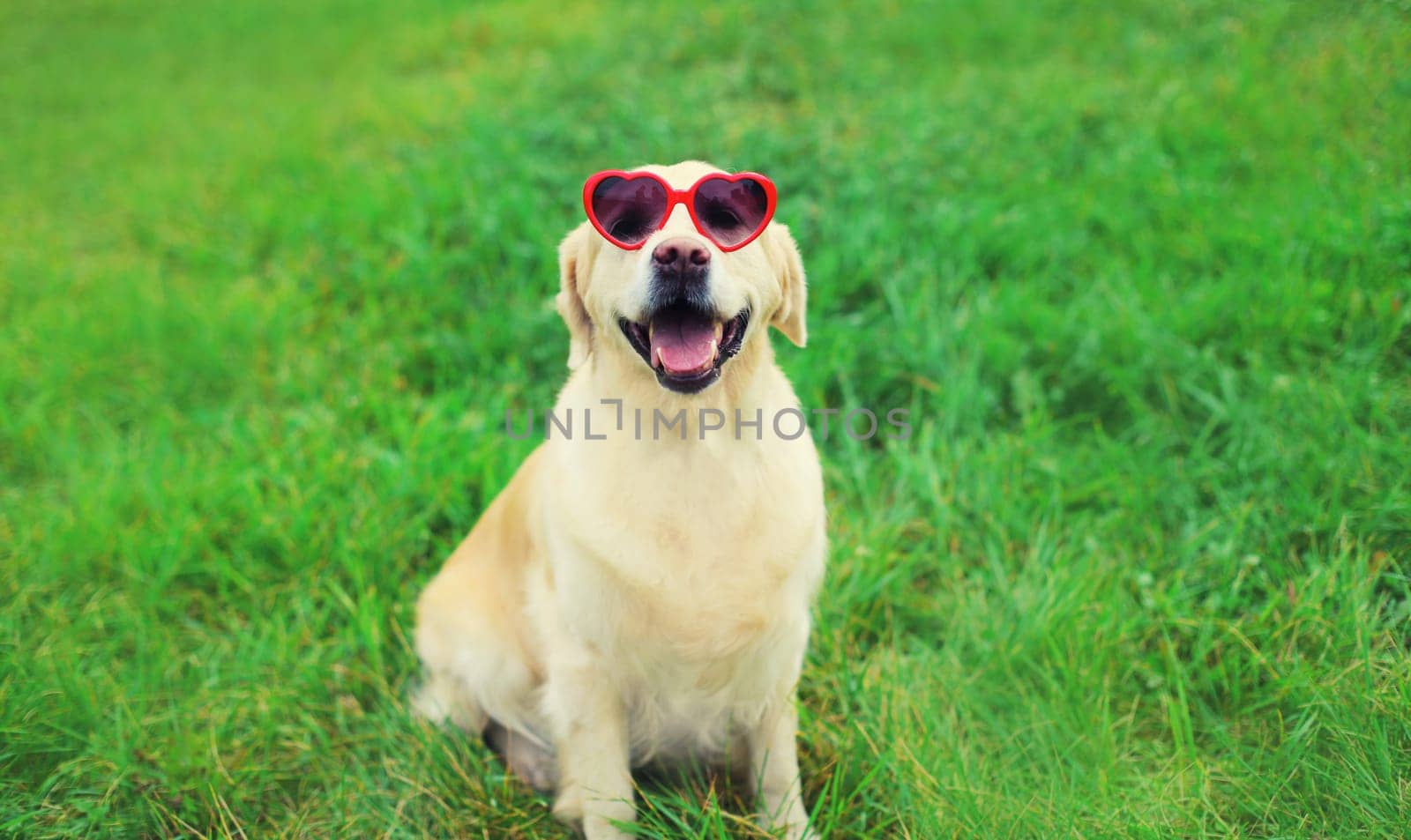 Portrait of Golden Retriever dog in red heart shaped sunglasses sitting on green grass in summer park