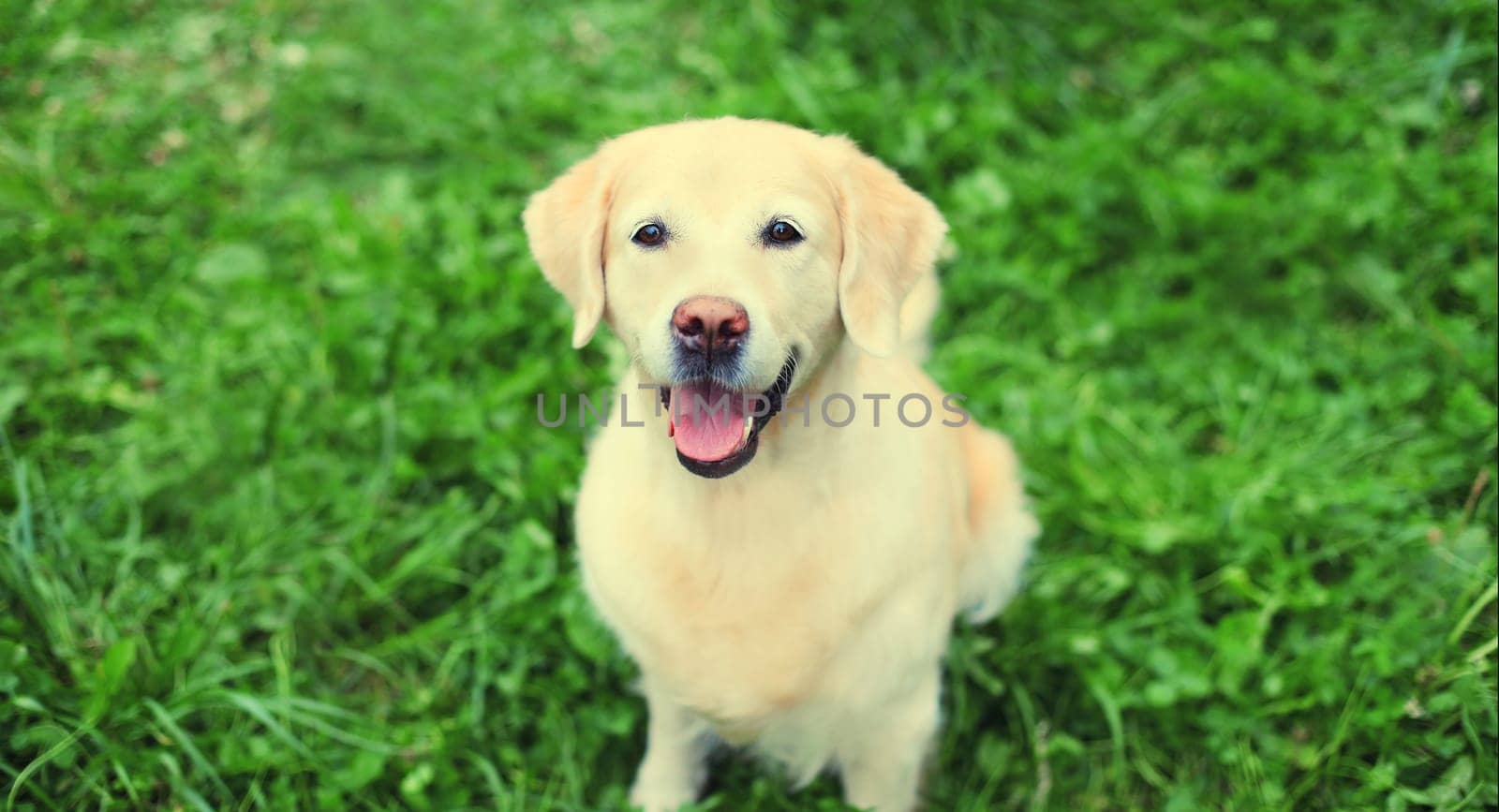 Portrait of Golden Retriever dog sitting on green grass in summer park by Rohappy