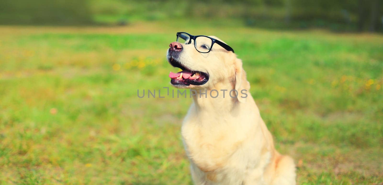 Golden Retriever dog in eyeglasses on the grass on a summer day by Rohappy