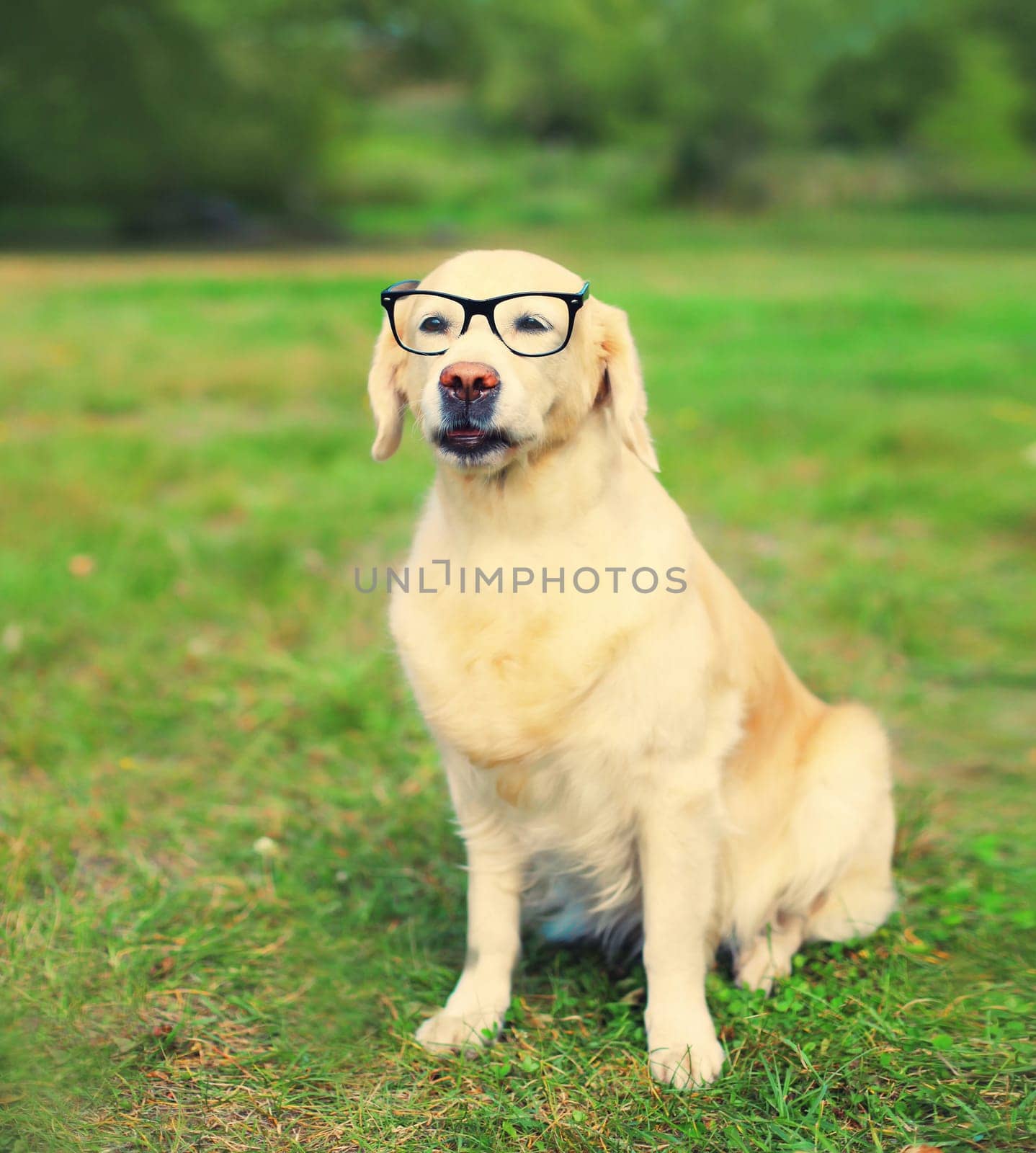Golden Retriever dog in eyeglasses on the grass on a summer day by Rohappy