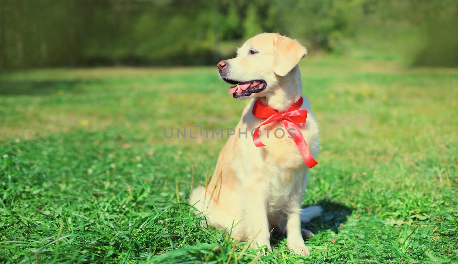 Portrait of Golden Retriever dog with red bow tie looking away sitting on green grass in summer park