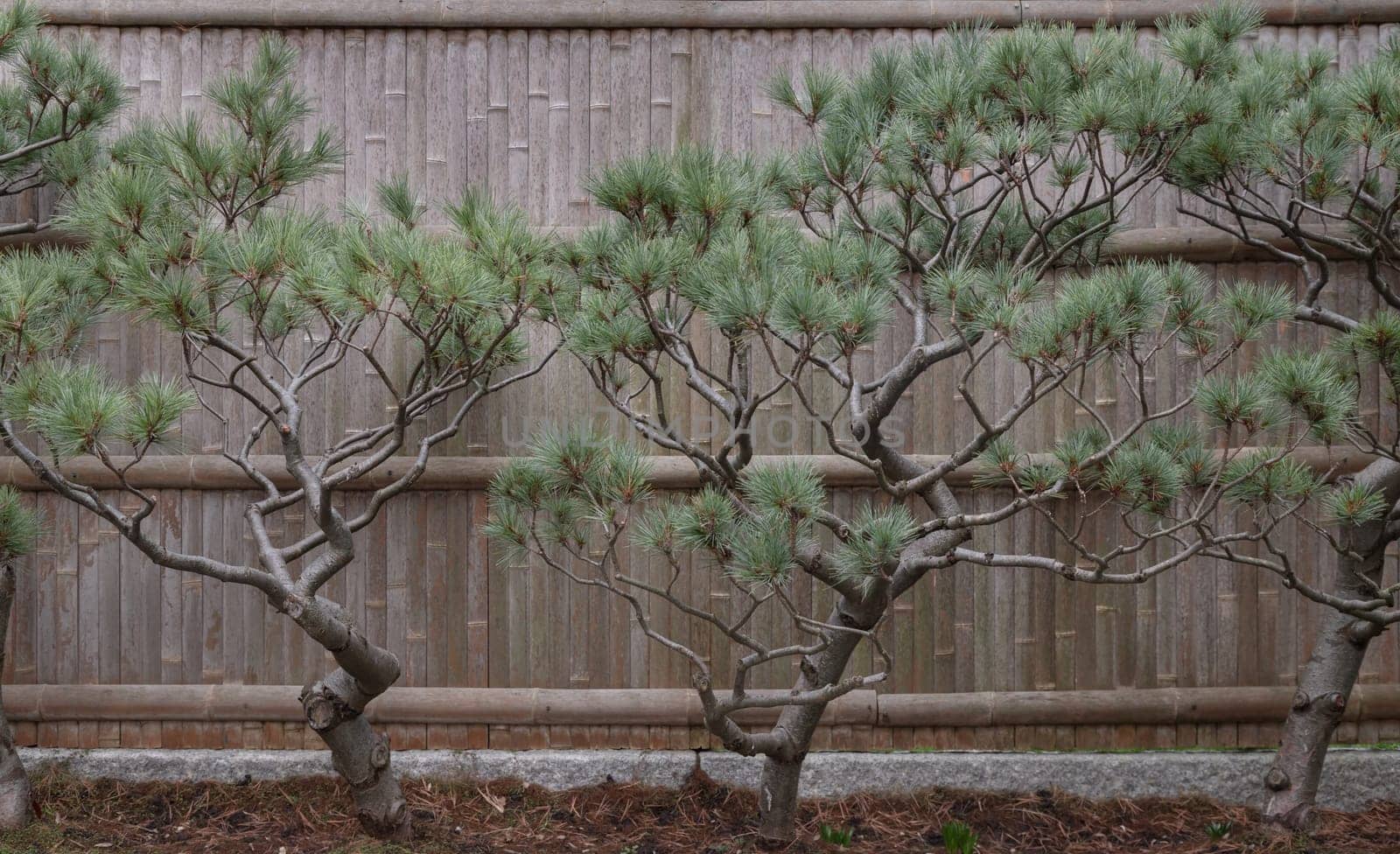Branches of pine trees japanese style in front of bamboo panel at Kyoto Garden. Bonsai-like pine tree, Japanese Garden style, Space for text, Selective focus.