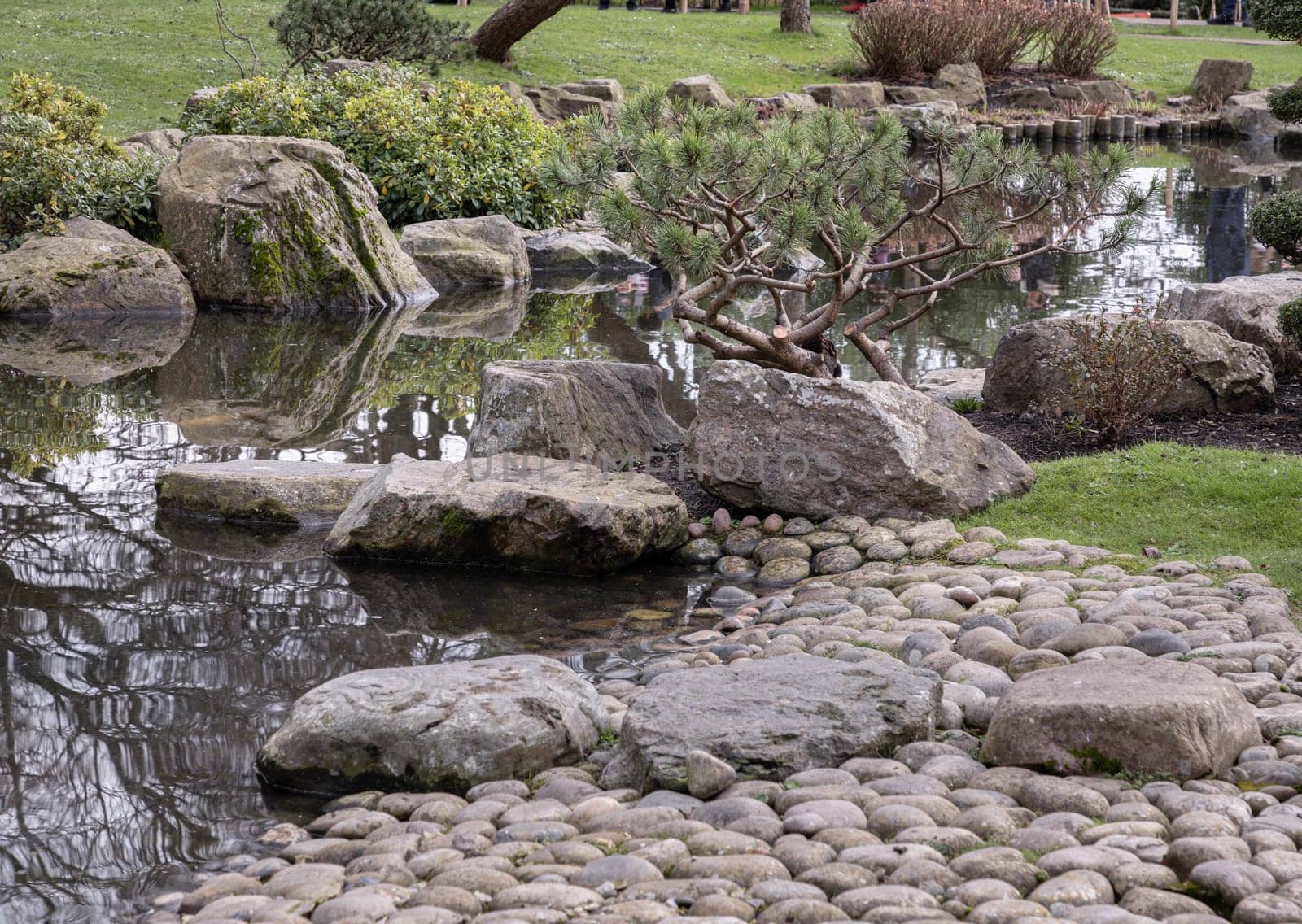 Branches of pine trees on zen pond water with rocky at the Japanese Kyoto Garden landscaping. Space for text, Selective focus.