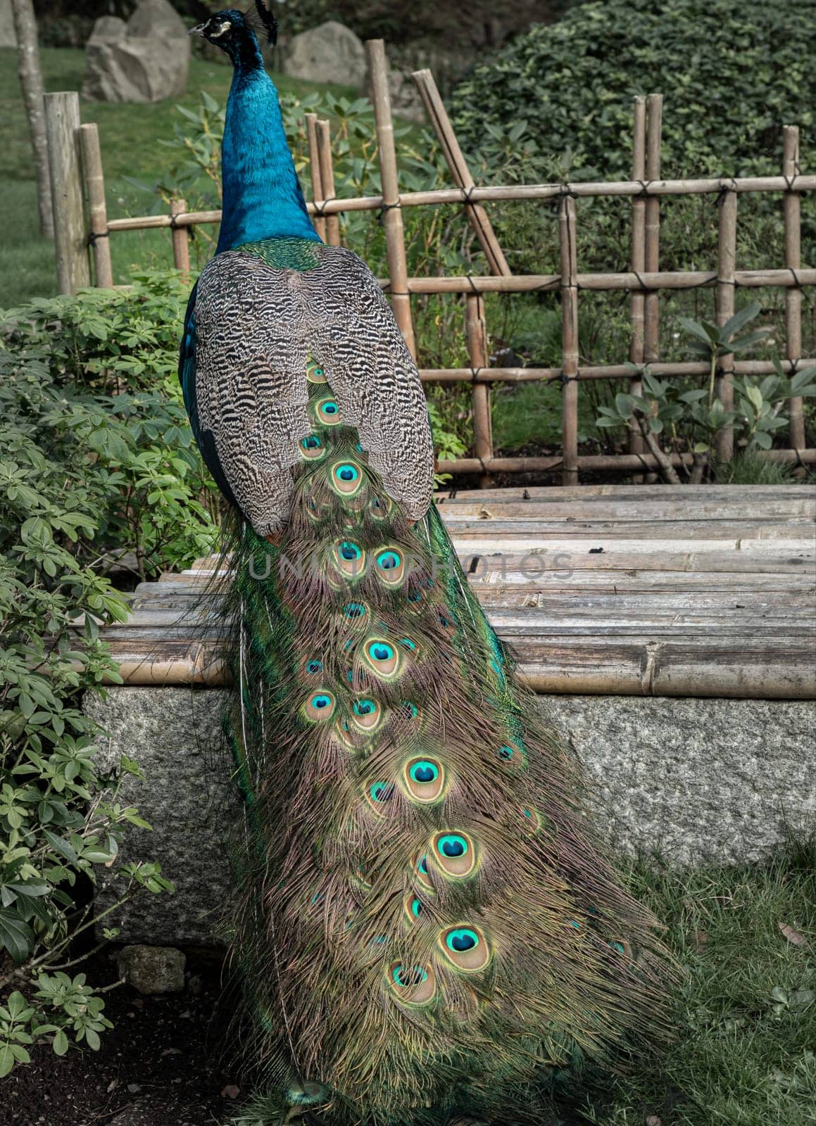 Portrait of a elegant blue Peacock on green background in a park. Showing feathers and colorful beauty, Space for text, Selective focus.
