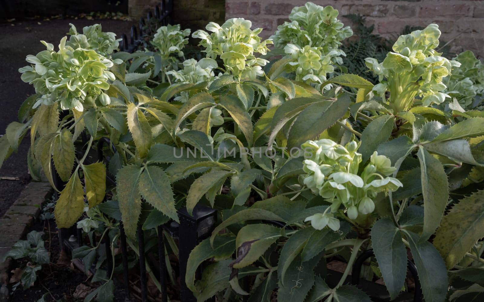 Attractive green flowers of Corsican Hellebore or argutifolius 'Silver Lace' flowering with a background of leaves in late winter and early spring, Space for text, Selective focus.