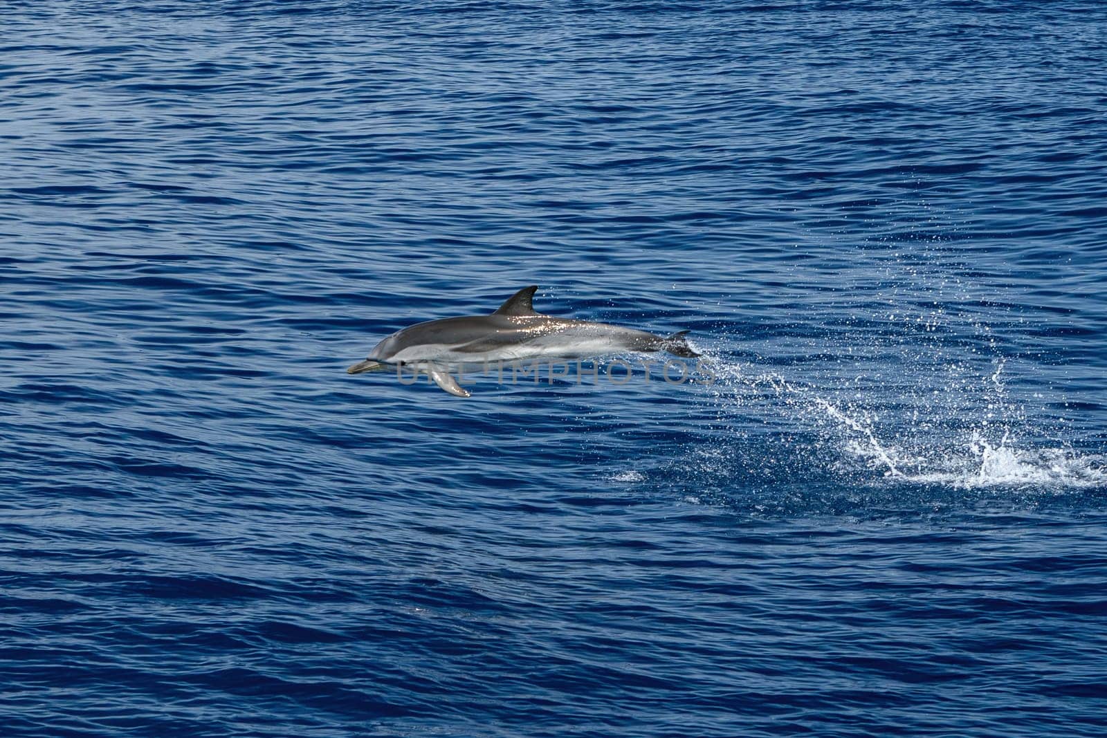 Happy striped dolphin jumping in genoa, ligurian sea, italy by AndreaIzzotti