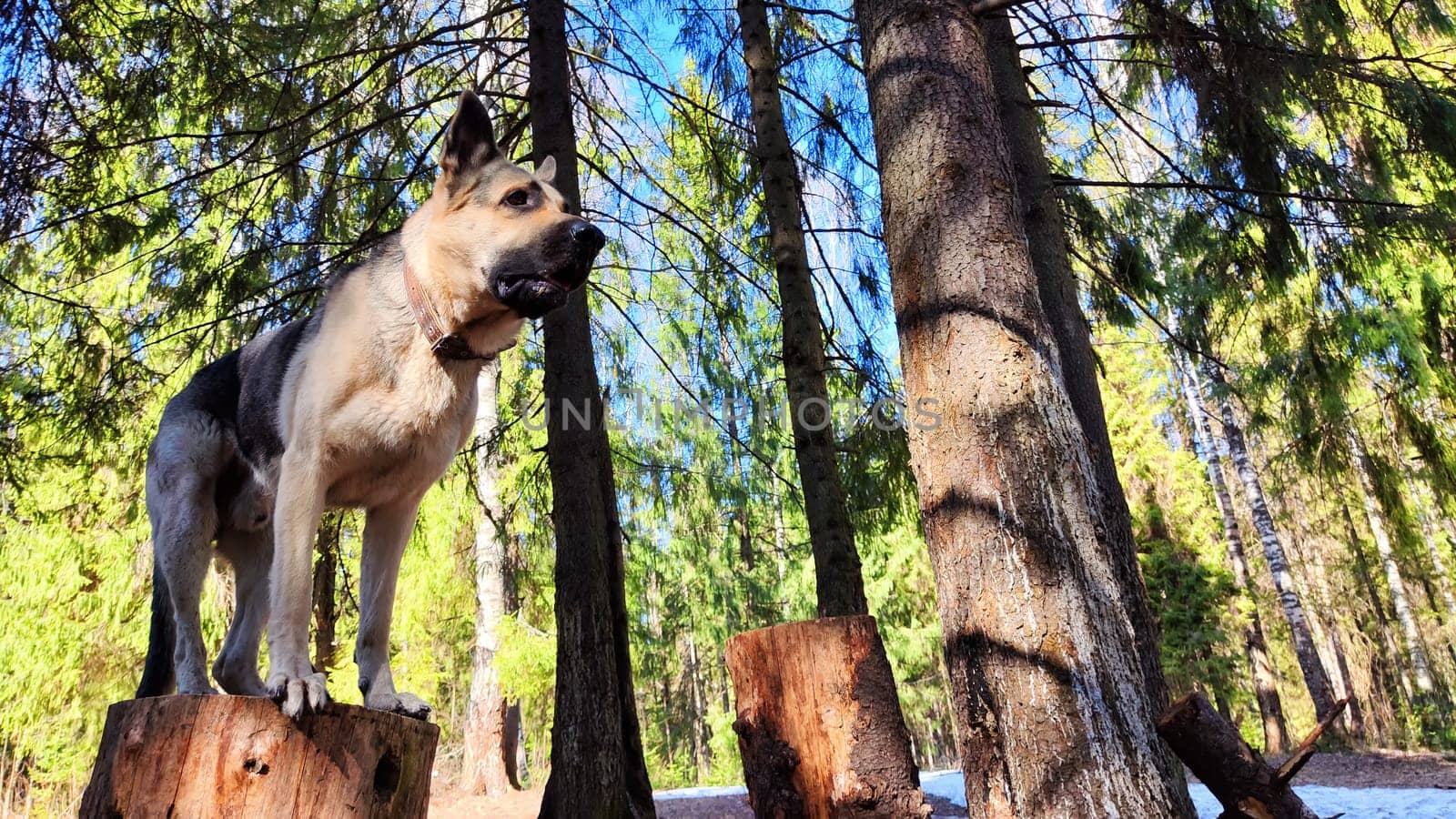 Dog German Shepherd in the green forest in summer, spring or autumn season. Big Russian eastern European dog veo walk on nature landscape