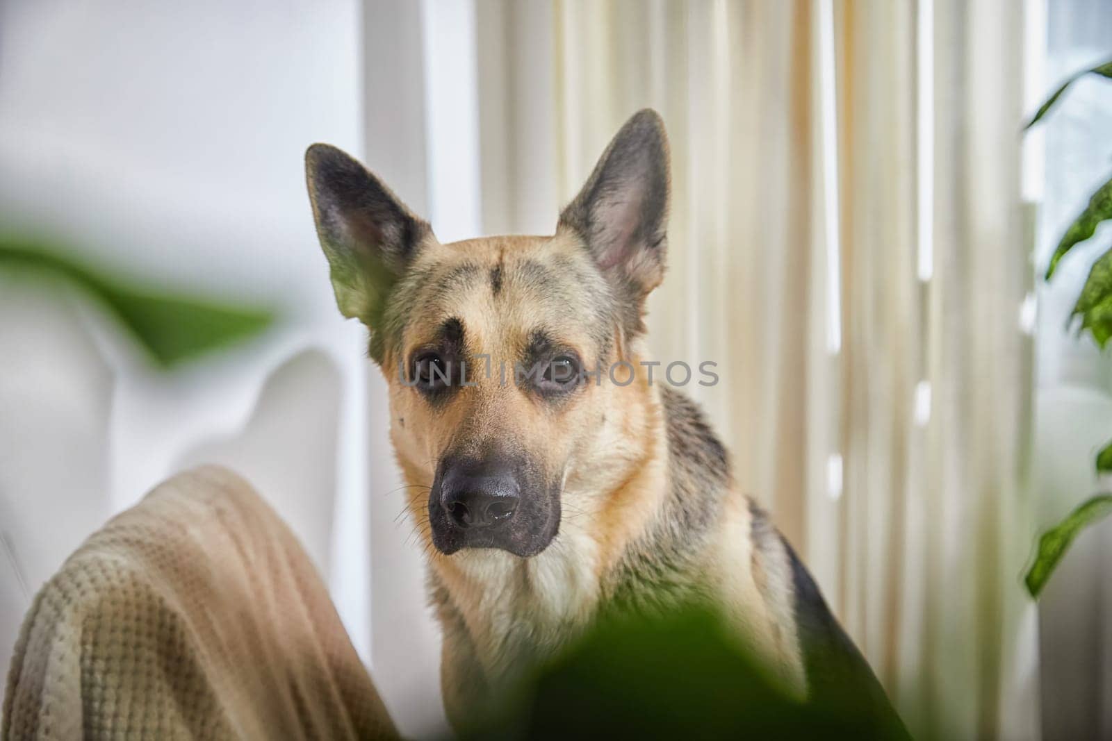 Dog German Shepherd inside of the room in pastel colors with plants and green flowers. Russian eastern European dog veo indoors