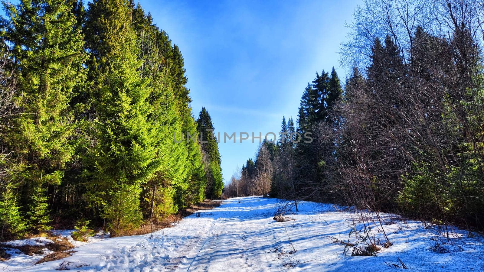 Serene winter scene with a snow-covered path or road leading through densely forested area. The bright blue sky and the sun in spring or winter