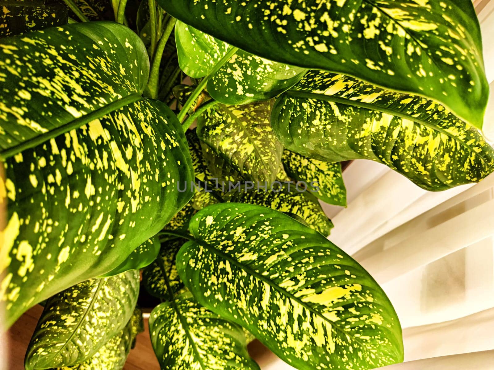 Dieffenbachia plant in a pot on a stool by the window. Retro interior in light colors. Background with plant with green leaves and fabric