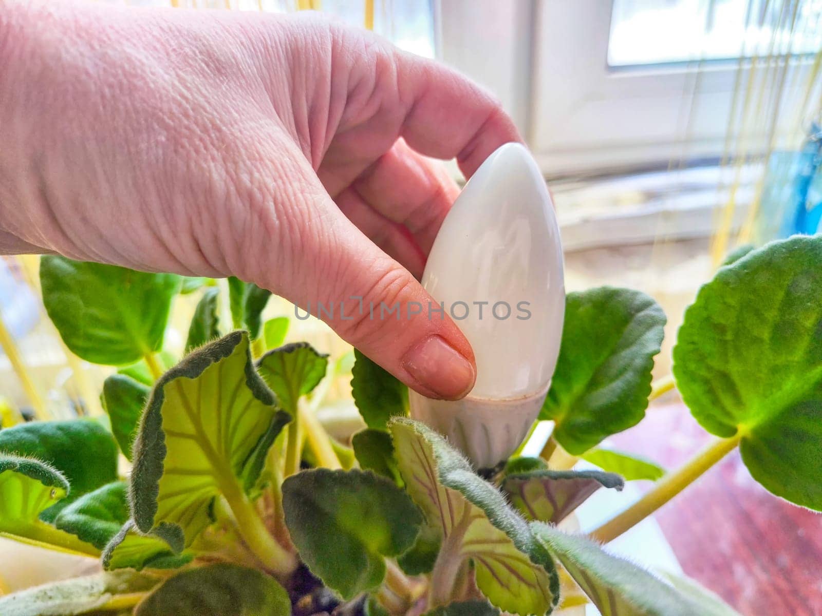 Hand of woman with transparent glass lamp in green violet plant like a flower. The end of the environmental friendliness of energy-saving LED lamps