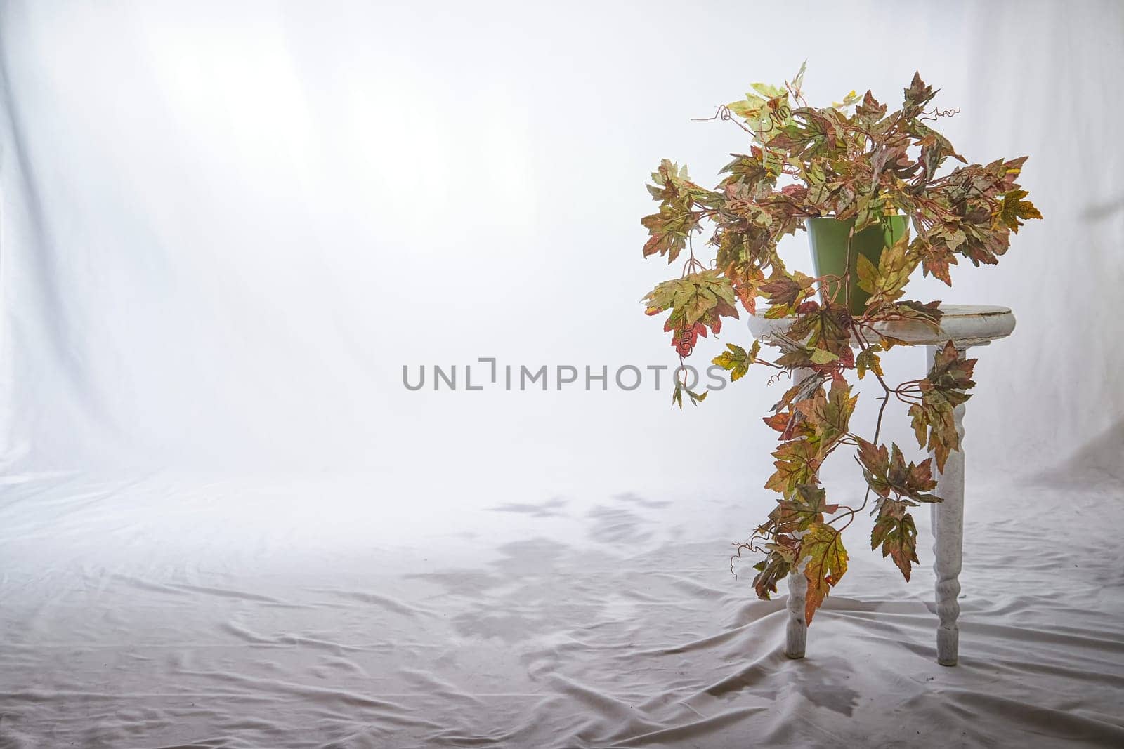 A potted plant with vibrant autumn leaves is bathed in soft sunlight, casting a delicate shadow on a smooth surface within indoor environment. Background, texture, copy space
