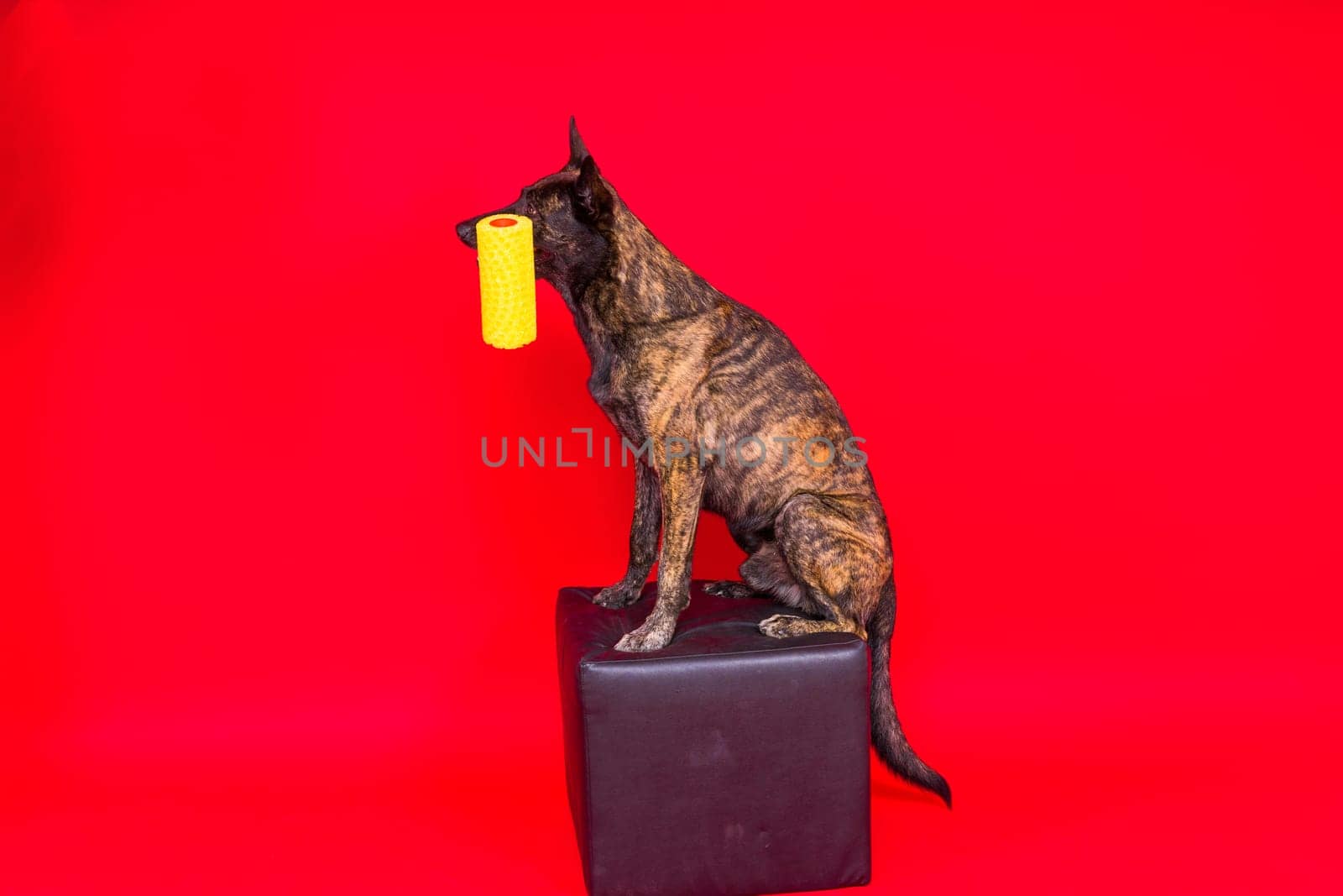 Dog dutch shepherd playing with paint roller in red room. Renovation concept by Zelenin