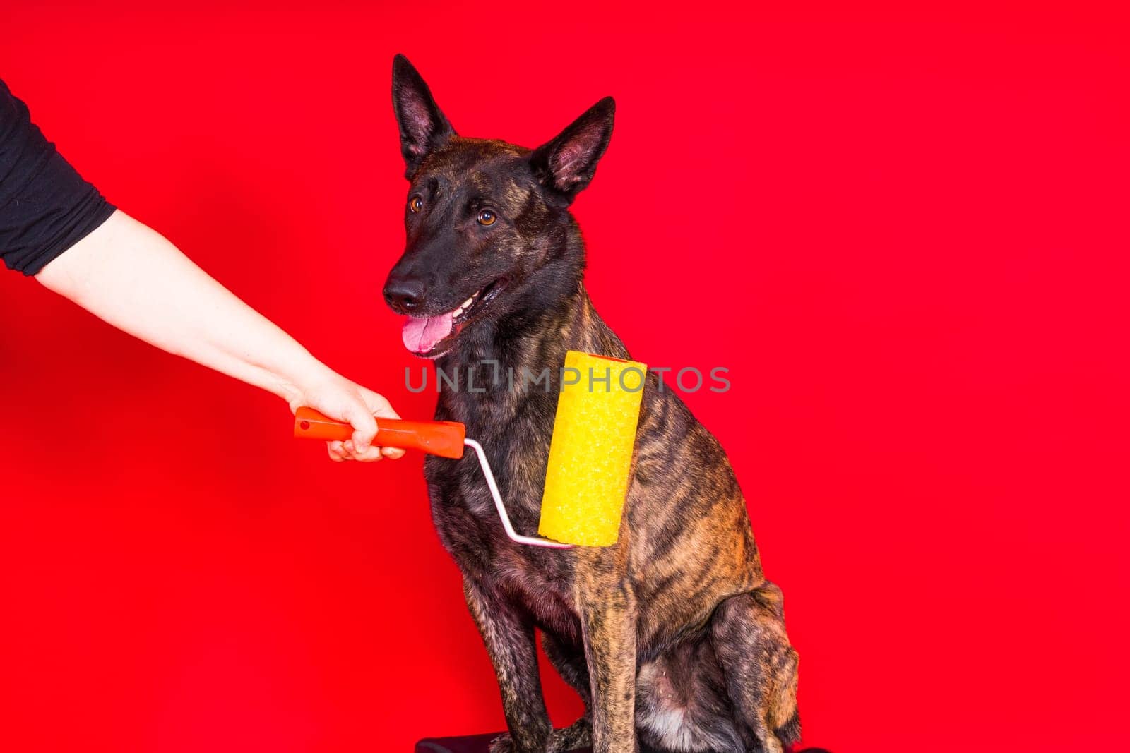 Dog dutch shepherd playing with paint roller in a red room. Renovation concept