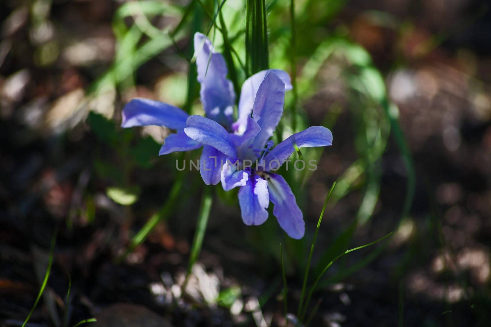 Wildflowers occurring naturally in the Cederberg Wilderness Area, Western Cape Province South Africa