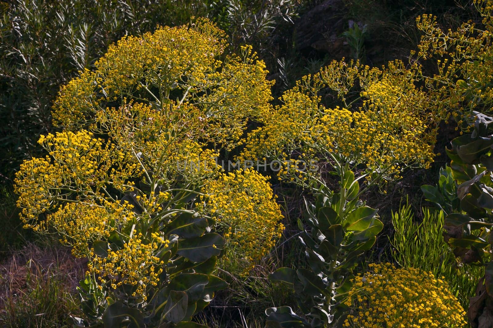 Wildflowers occurring naturally in the Cederberg Wilderness Area, Western Cape Province South Africa