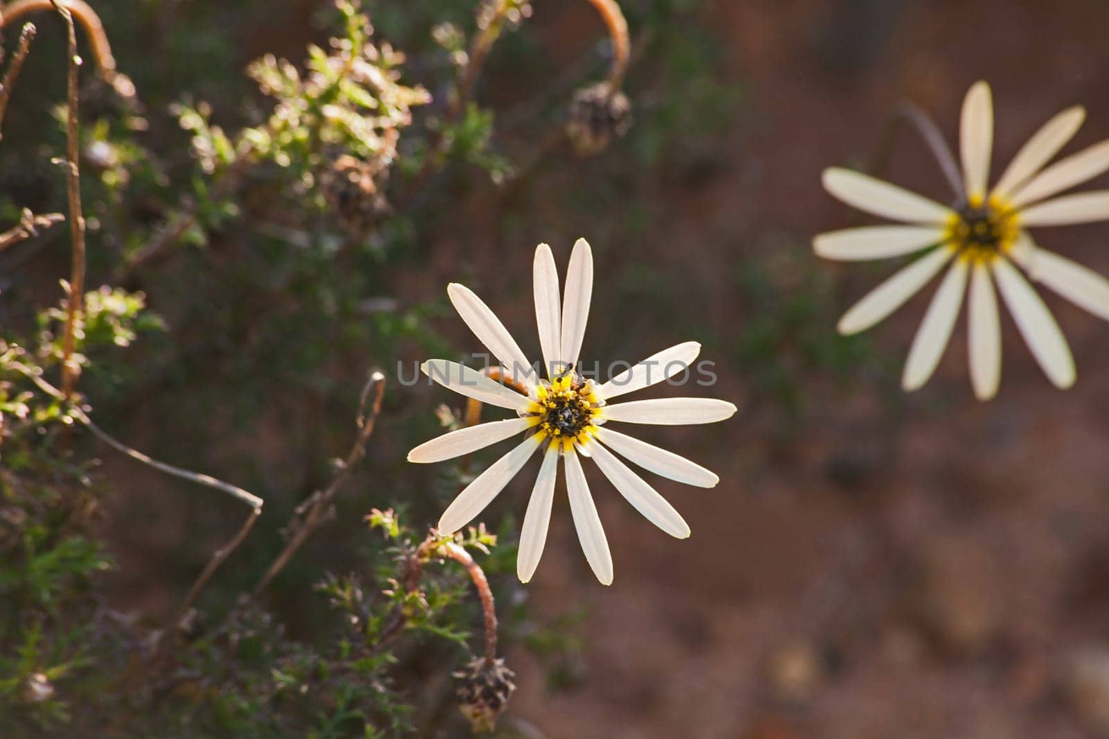 The Mountain Marigold (Ursinia anthemoides) in the Cederberg Wilderness Area, Western Cape Province South Africa