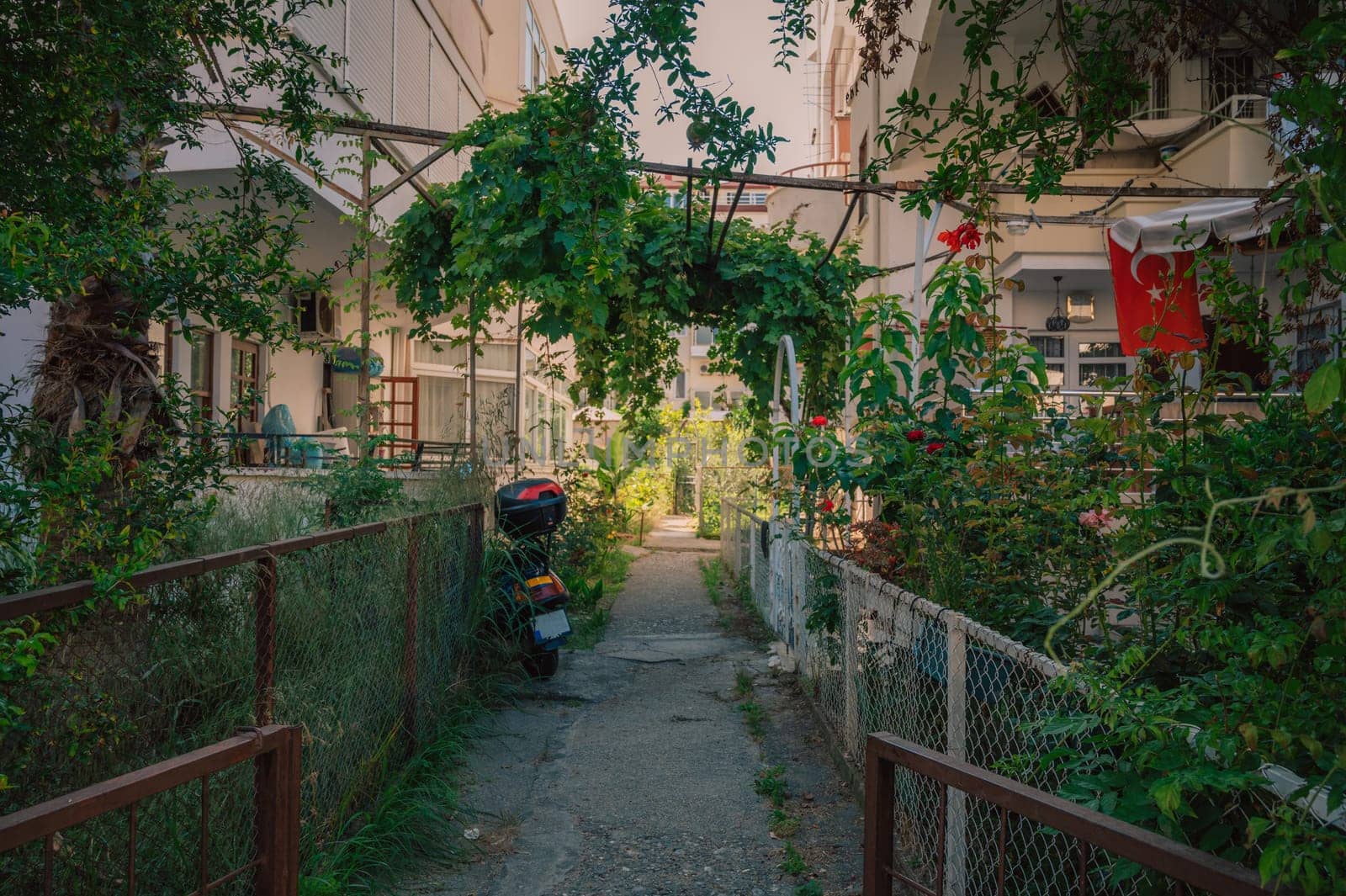Summer blooming yard in residential area on Alanya street, Turkey