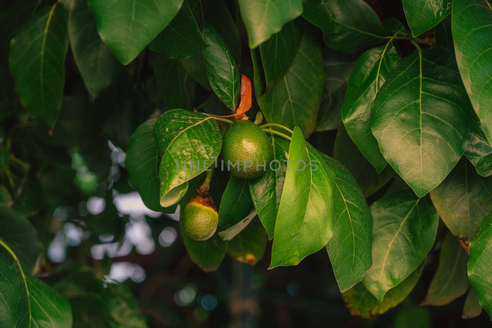 Avocado fruits on a Avocado tree in a garden. by rusak