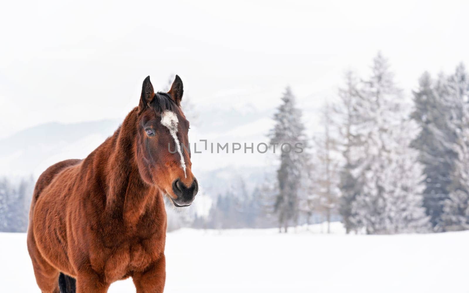 Brown horse with white spot on head, walks over snow covered field in winter, blurred trees background by Ivanko