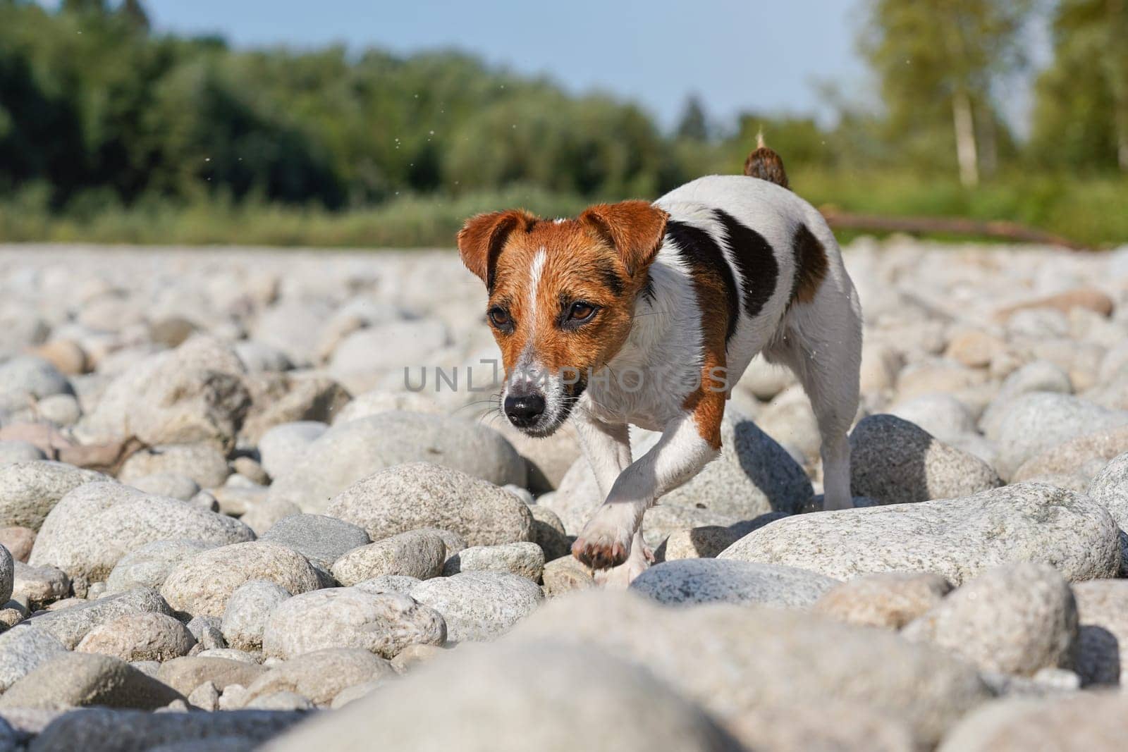 Jack Russell terrier dog, her fur wet from swimming in river, walks on round stones on sunny day, blurred trees background by Ivanko