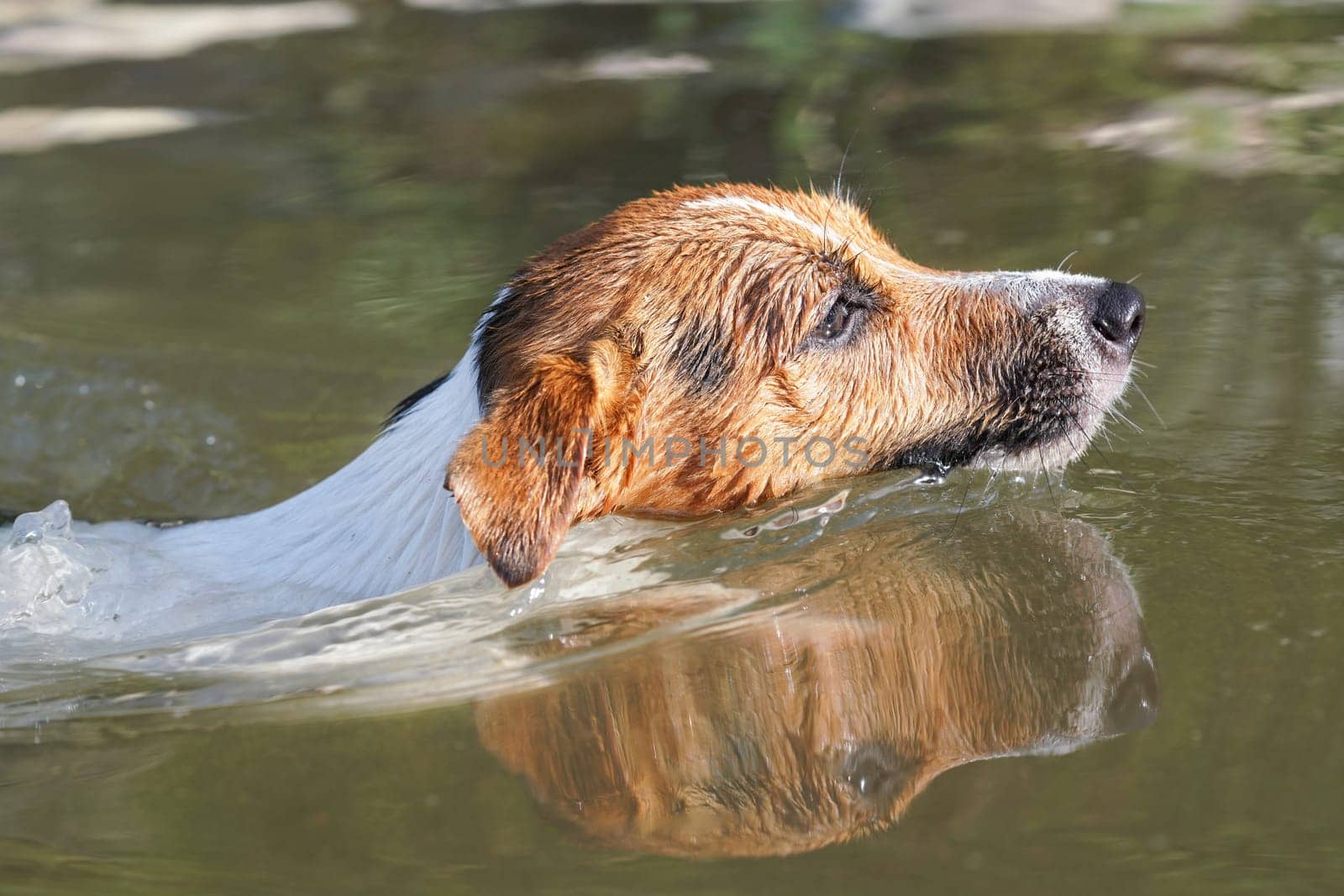 Sun shines on small Jack Russell dog swimming in river, only her head above water