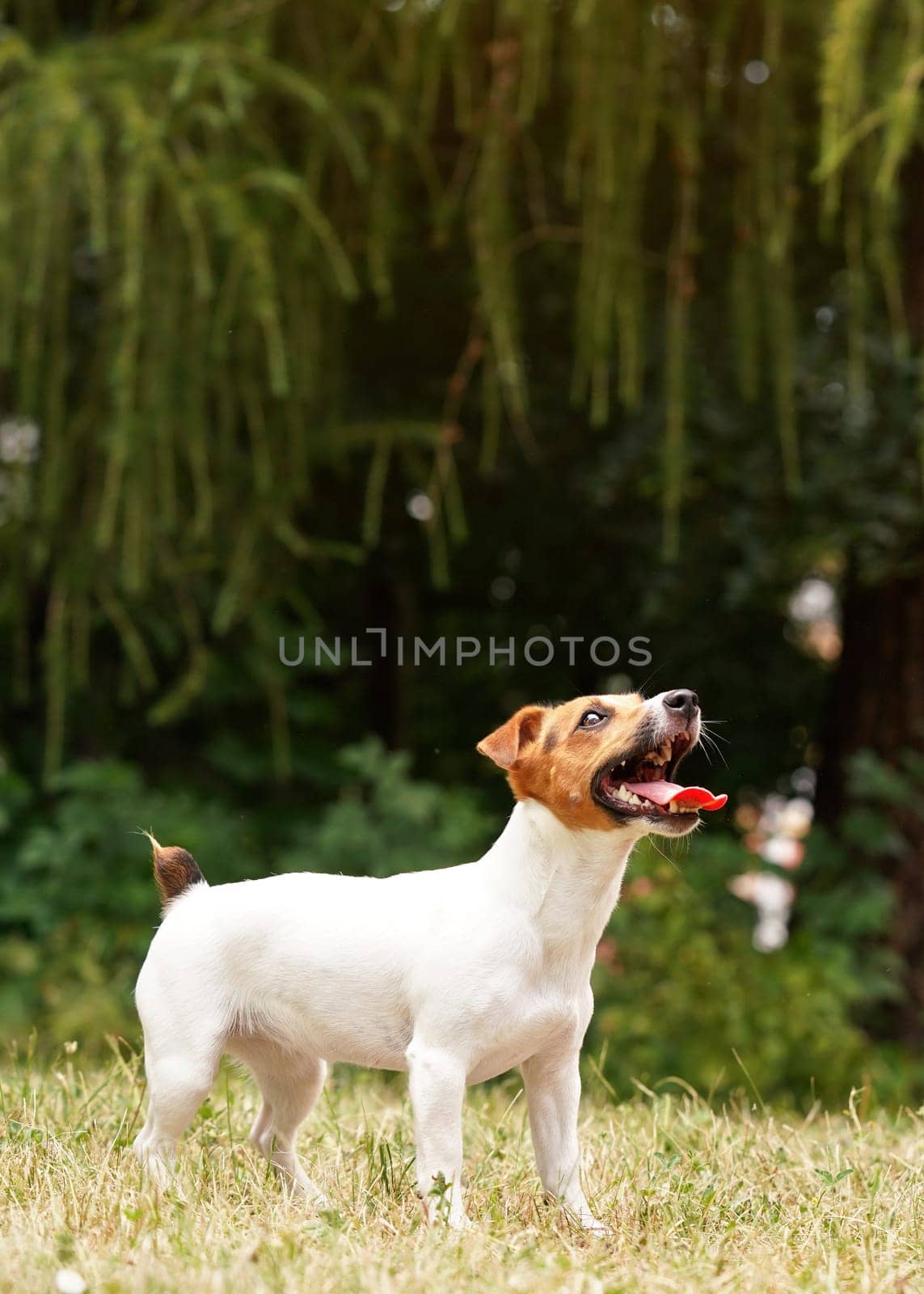 Small Jack Russell terrier standing on grass, looking up with tongue out, teeth showing, waiting for toy to be thrown for her fetch