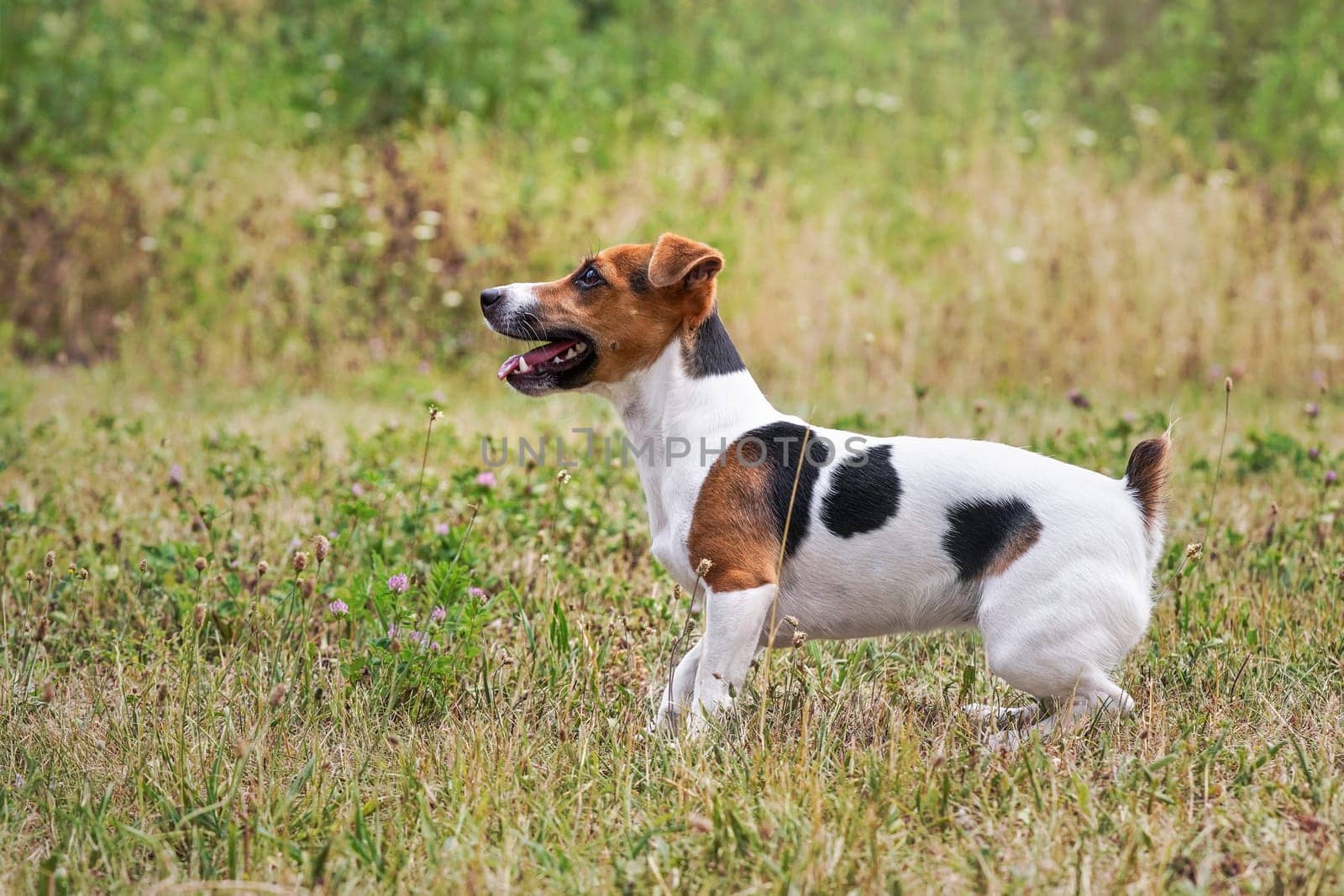 Jack Russell terrier dog on meadow, her mouth opened with tongue out, view from side by Ivanko