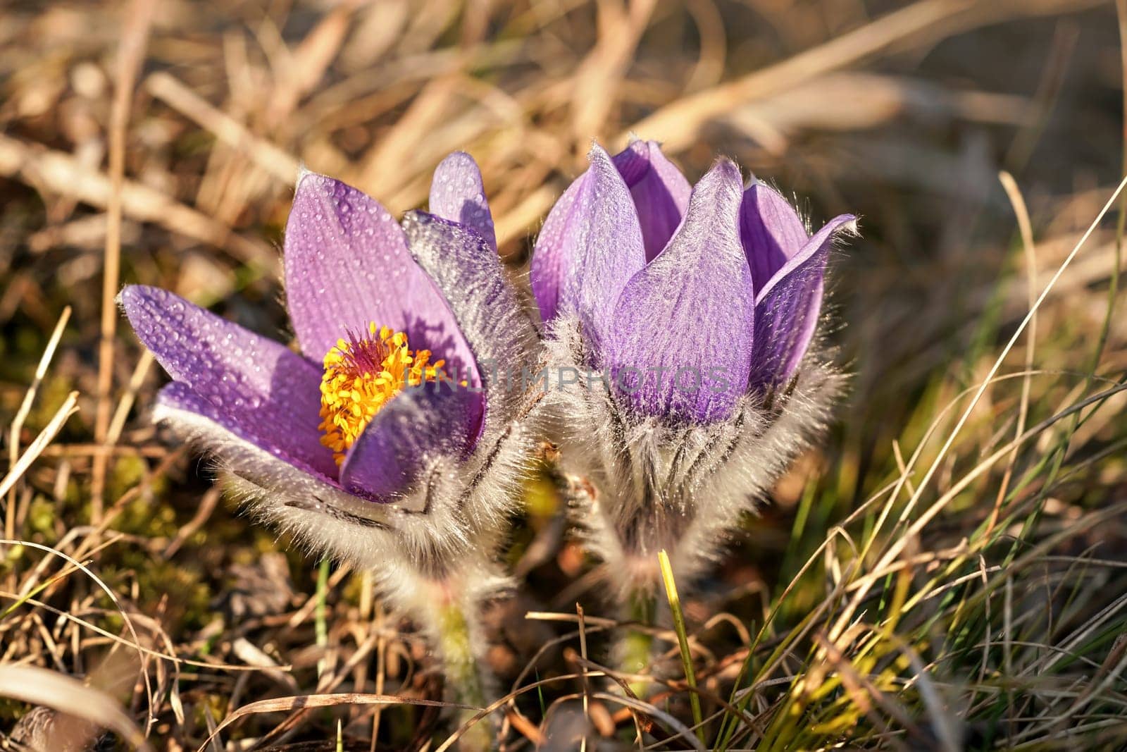 Purple greater pasque flower - Pulsatilla grandis - growing in dry grass, sun shines on water drops and lilac coloured petals by Ivanko