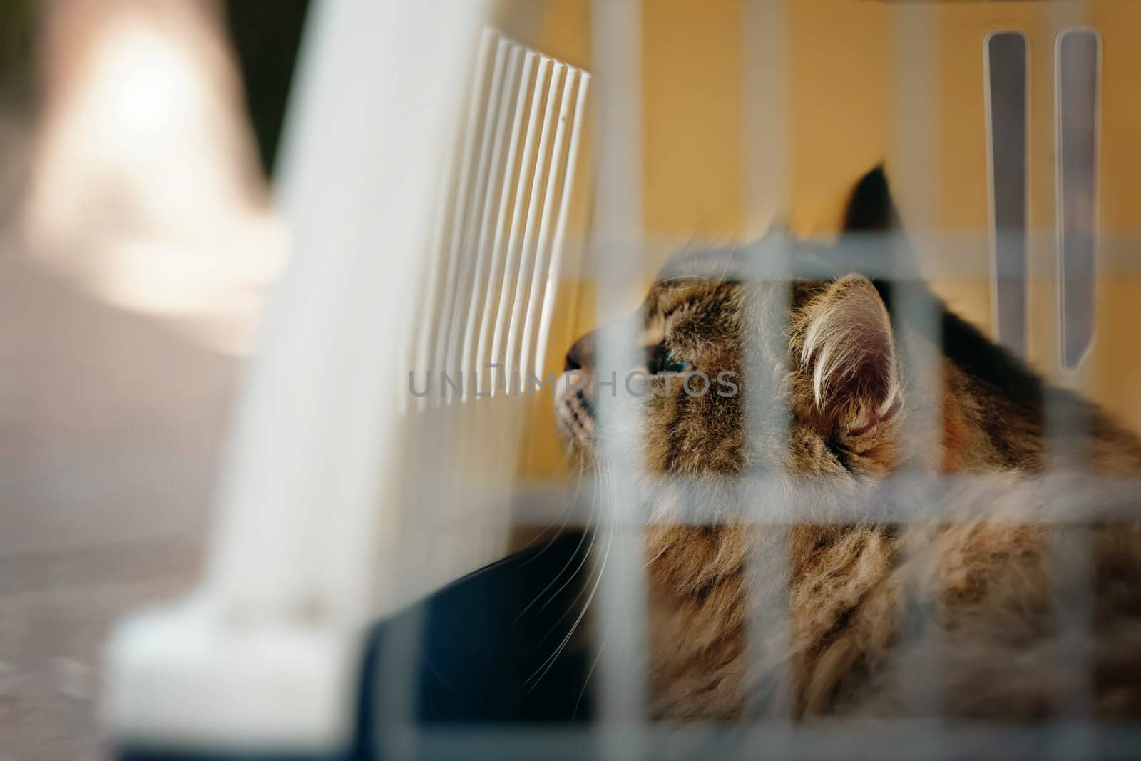 A melancholy feline confined in a carrier, on its way to the veterinary clinic.