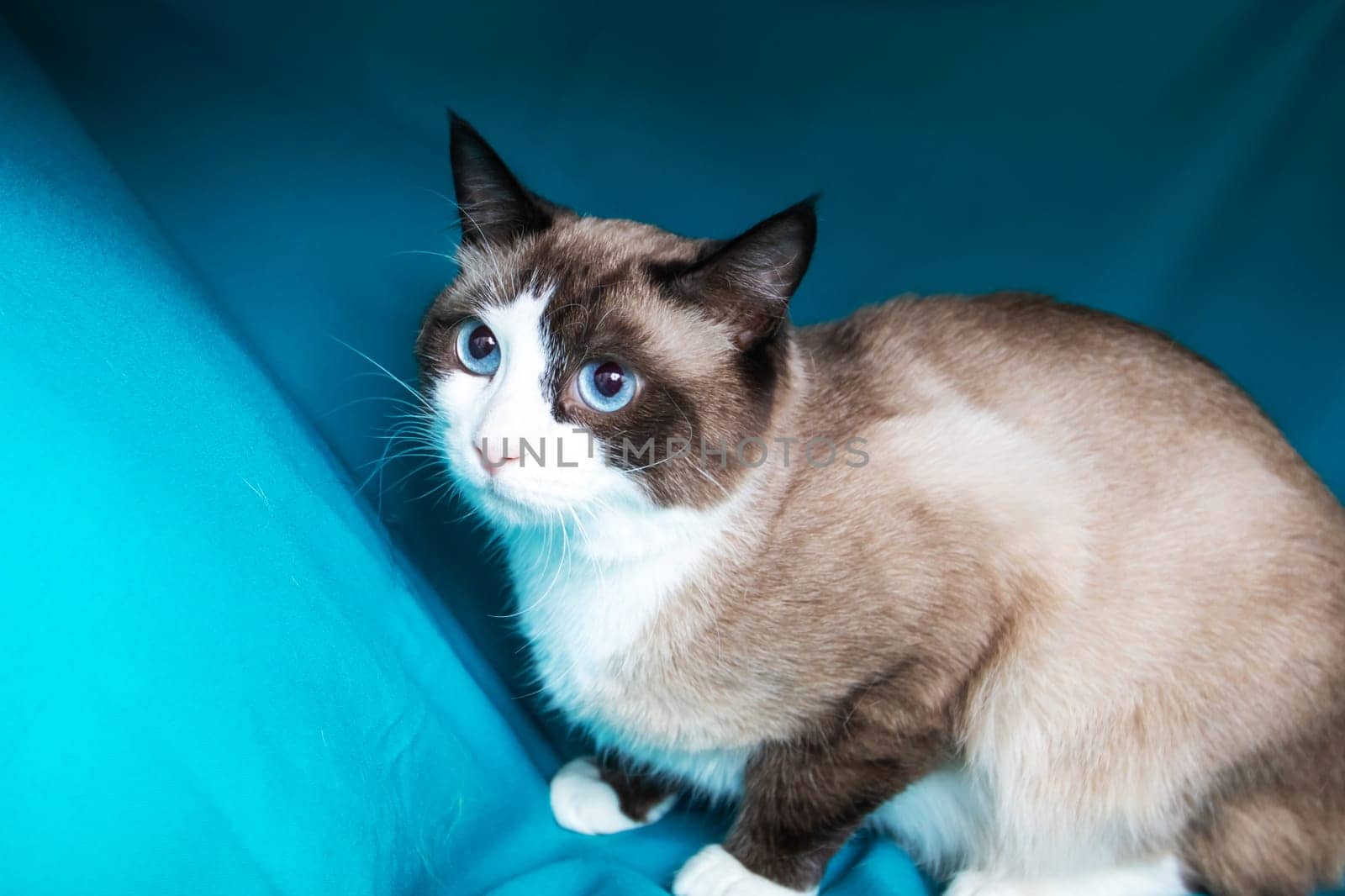 Gray cat with blue eyes portrait on blue background close up