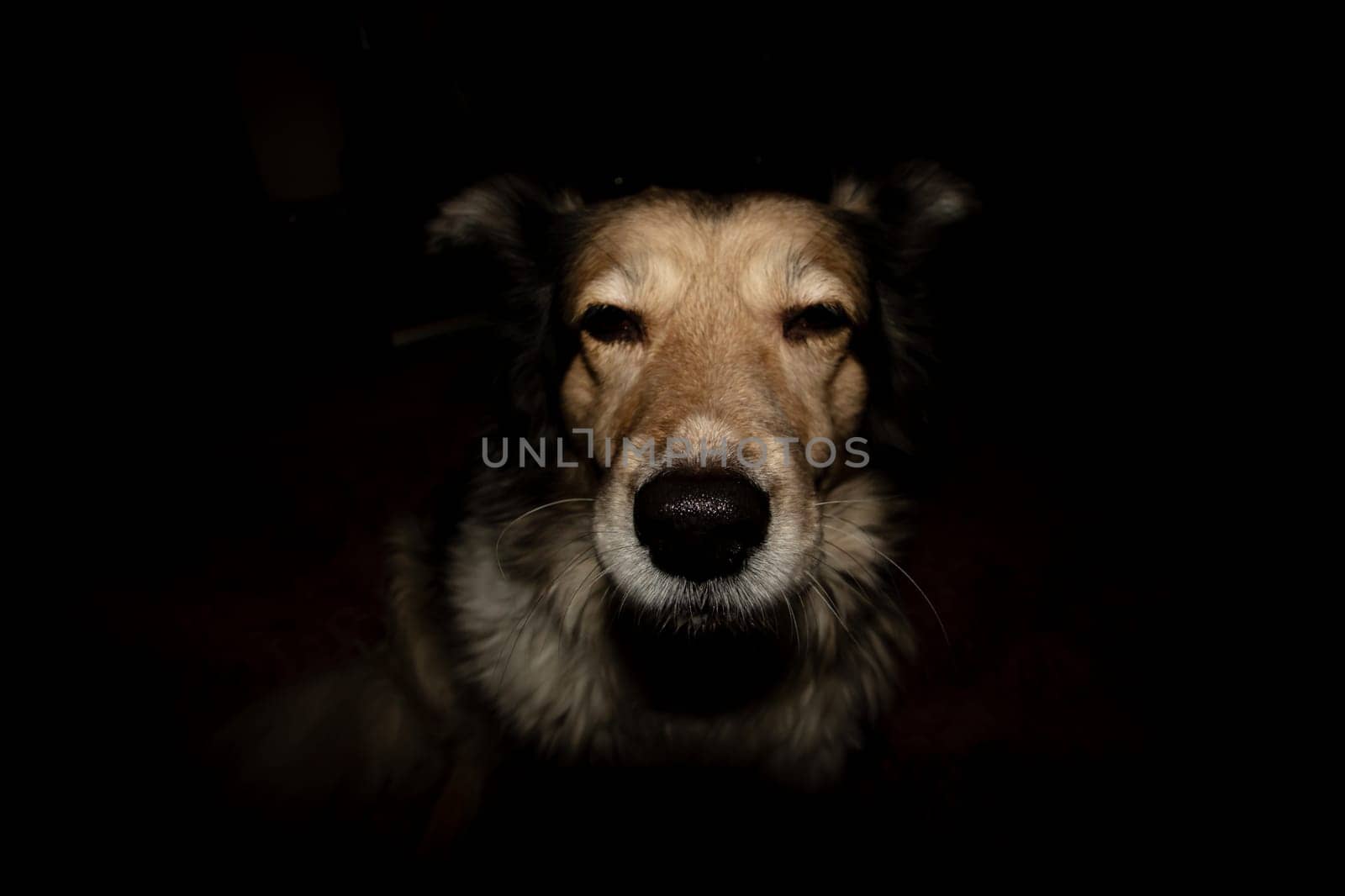 White dog nose in the dark close up