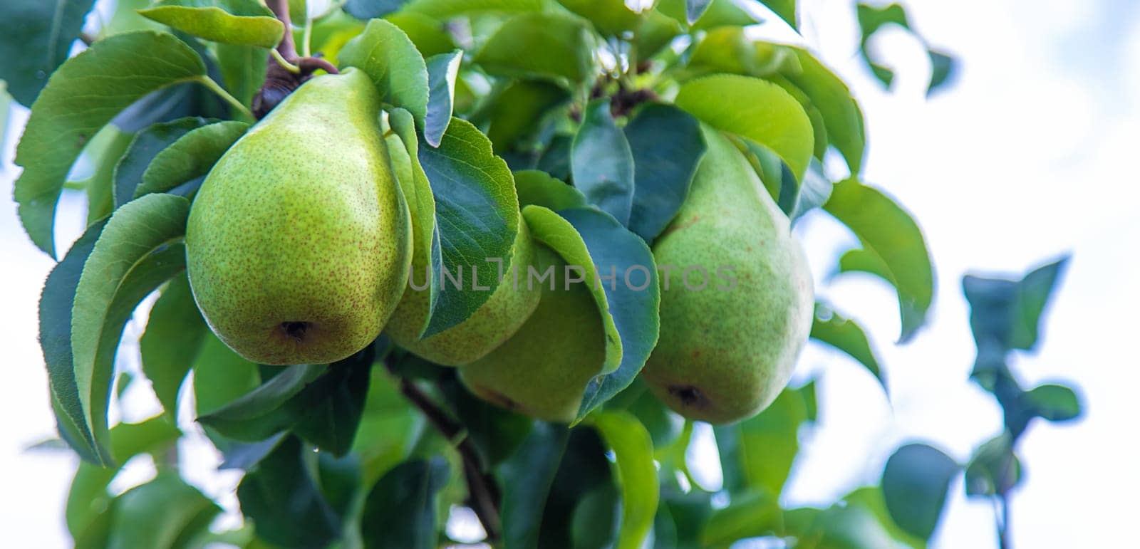 Pear harvest on a tree in the garden. selective focus. by yanadjana
