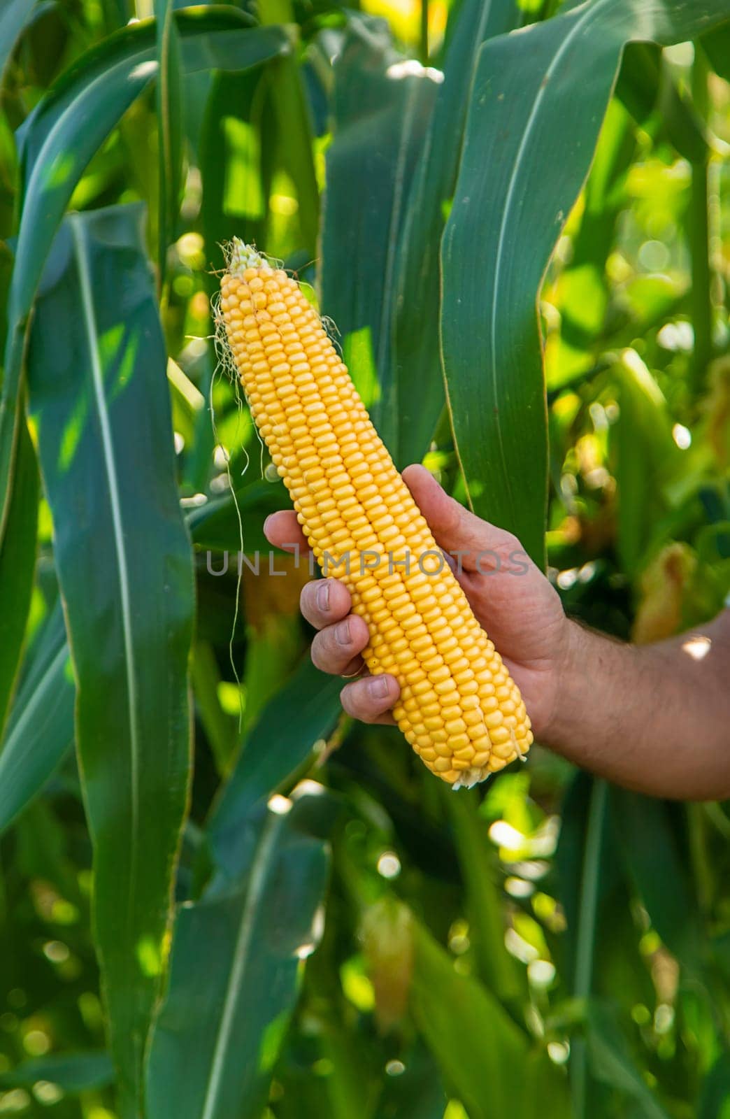 Corn harvest in the garden in the hands of a farmer. selective focus. food.