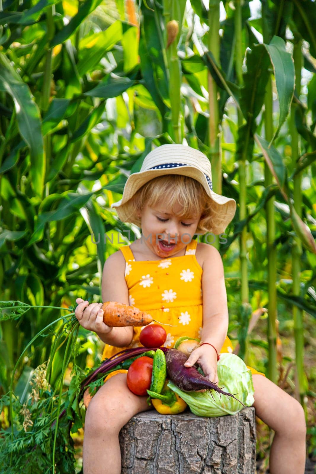 A child is harvesting vegetables in the garden. selective focus. Food.