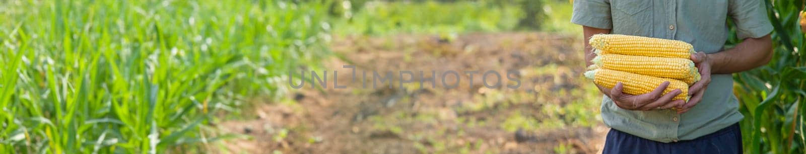 Corn harvest in the garden in the hands of a farmer. selective focus. food.