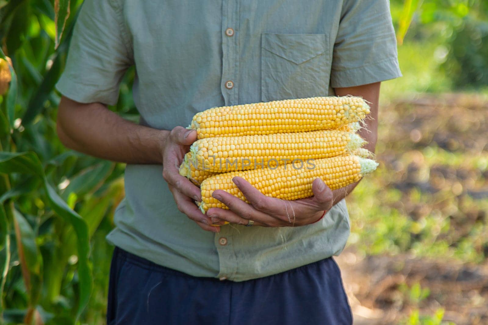 Corn harvest in the garden in the hands of a farmer. selective focus. food.