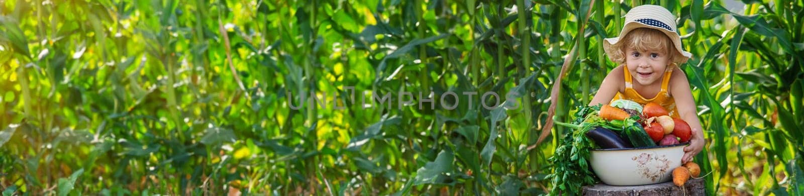 A child is harvesting vegetables in the garden. selective focus. Food.