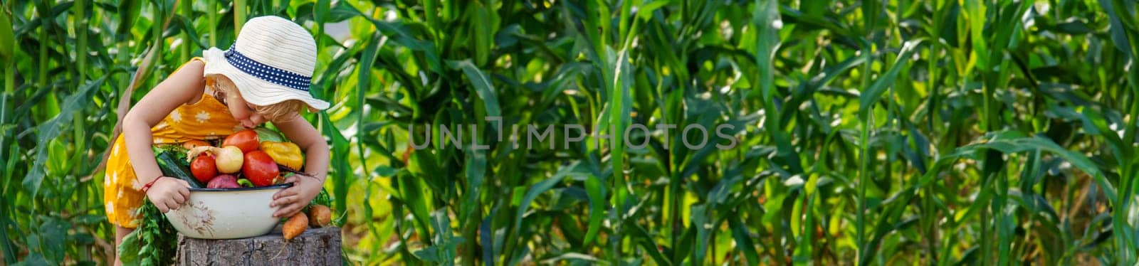 A child is harvesting vegetables in the garden. selective focus. Food.