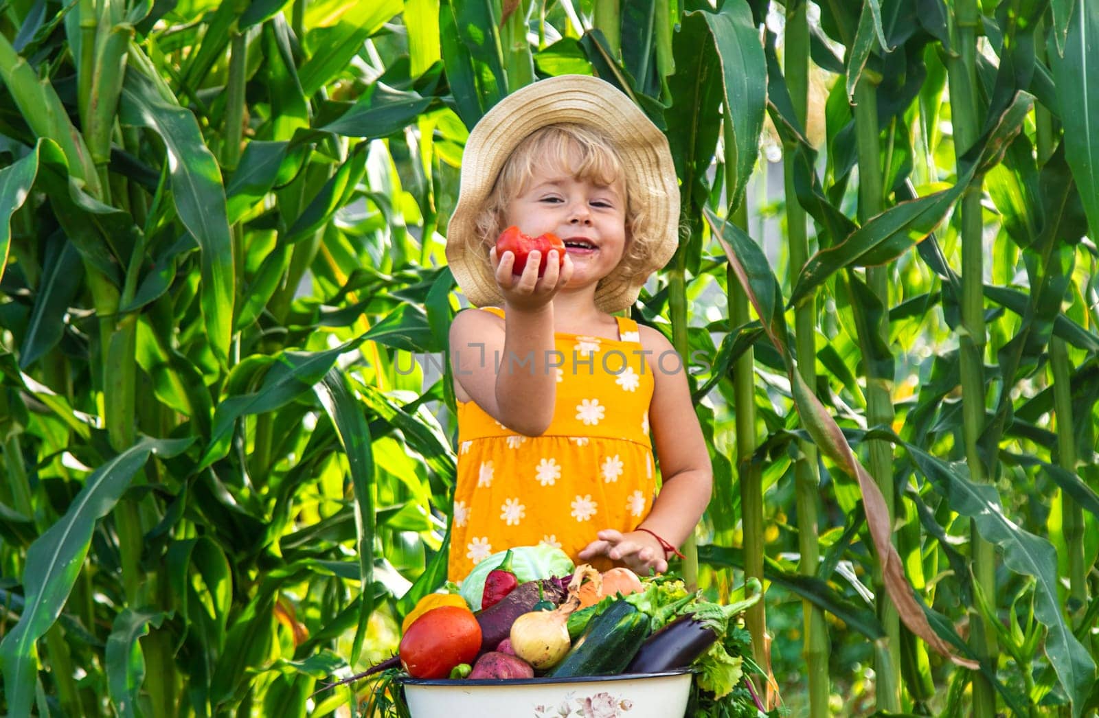 A child is harvesting vegetables in the garden. selective focus. Food.