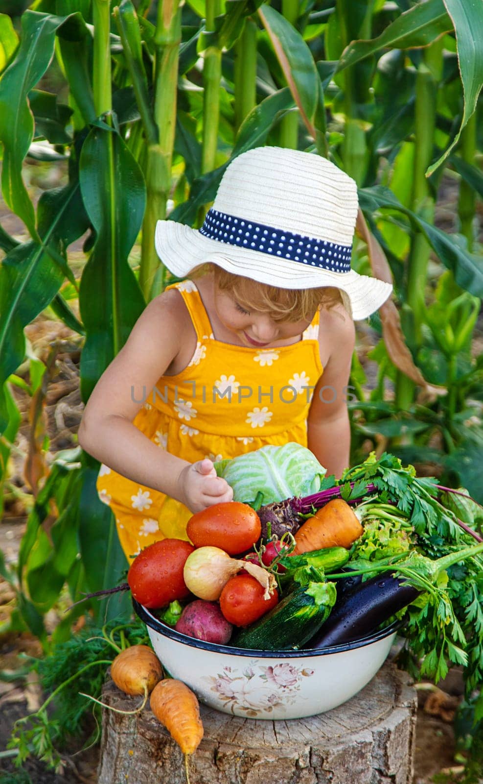 A child is harvesting vegetables in the garden. selective focus. Food.