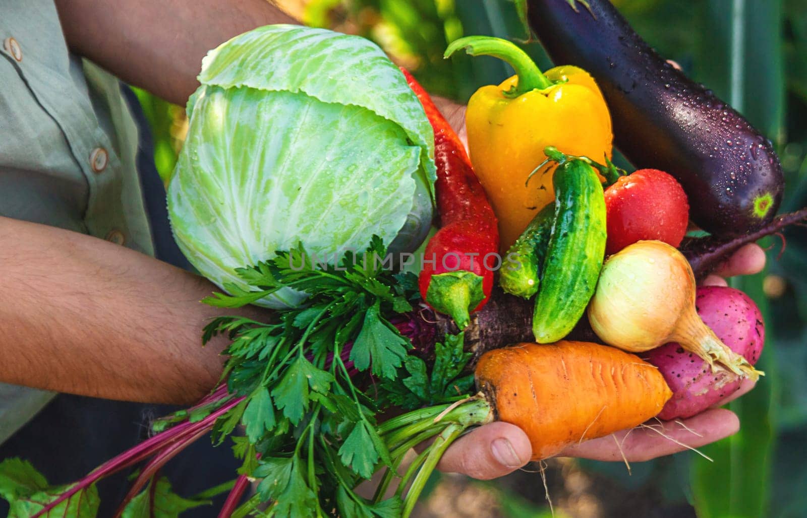 A man farmer is harvesting vegetables in the garden. selective focus. by yanadjana