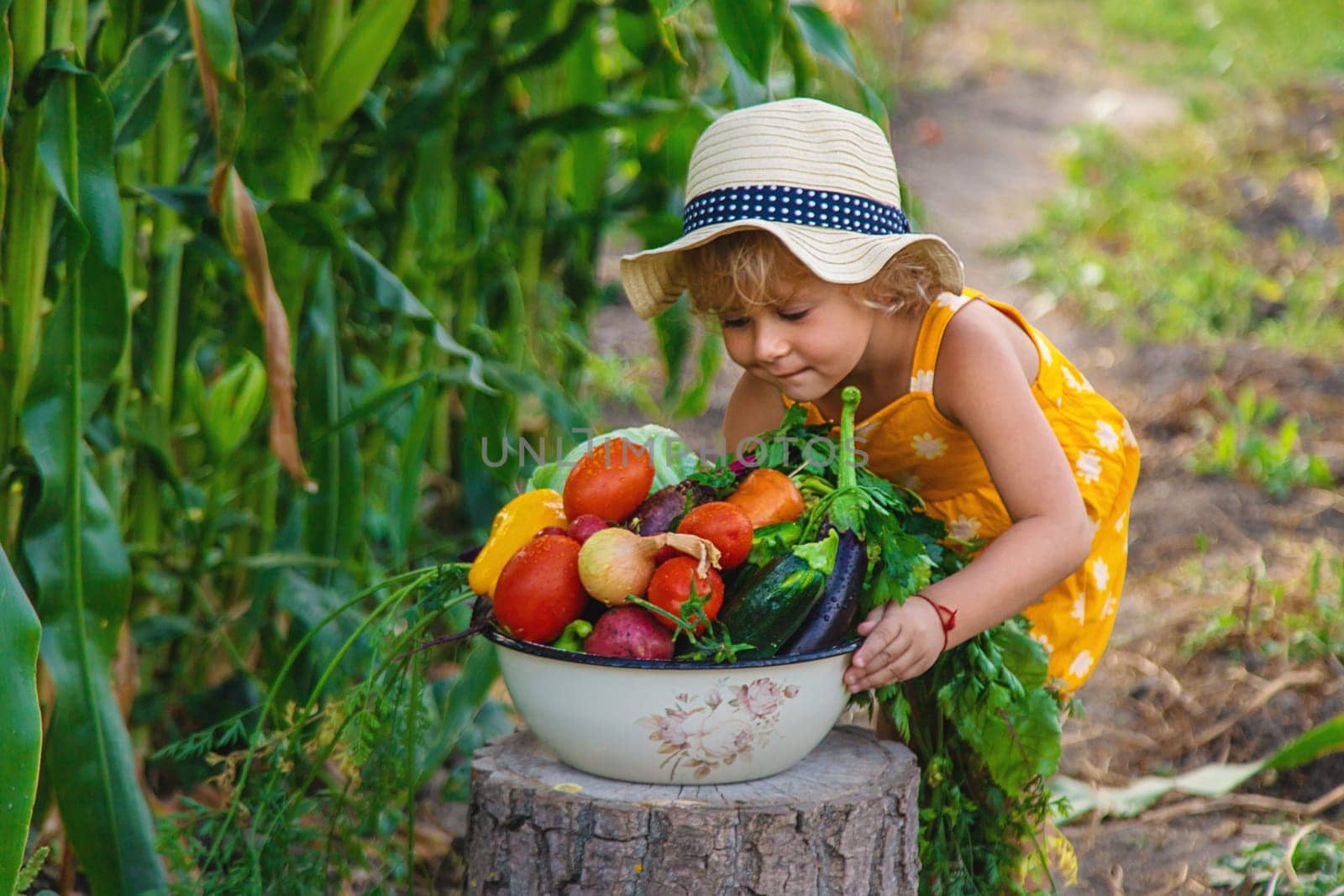 A child is harvesting vegetables in the garden. selective focus. Food.